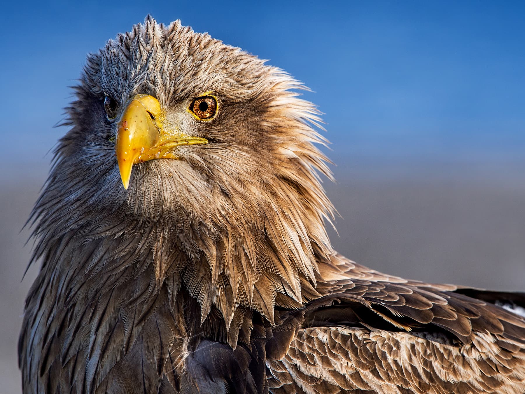 Portrait of a White-tailed Eagle
