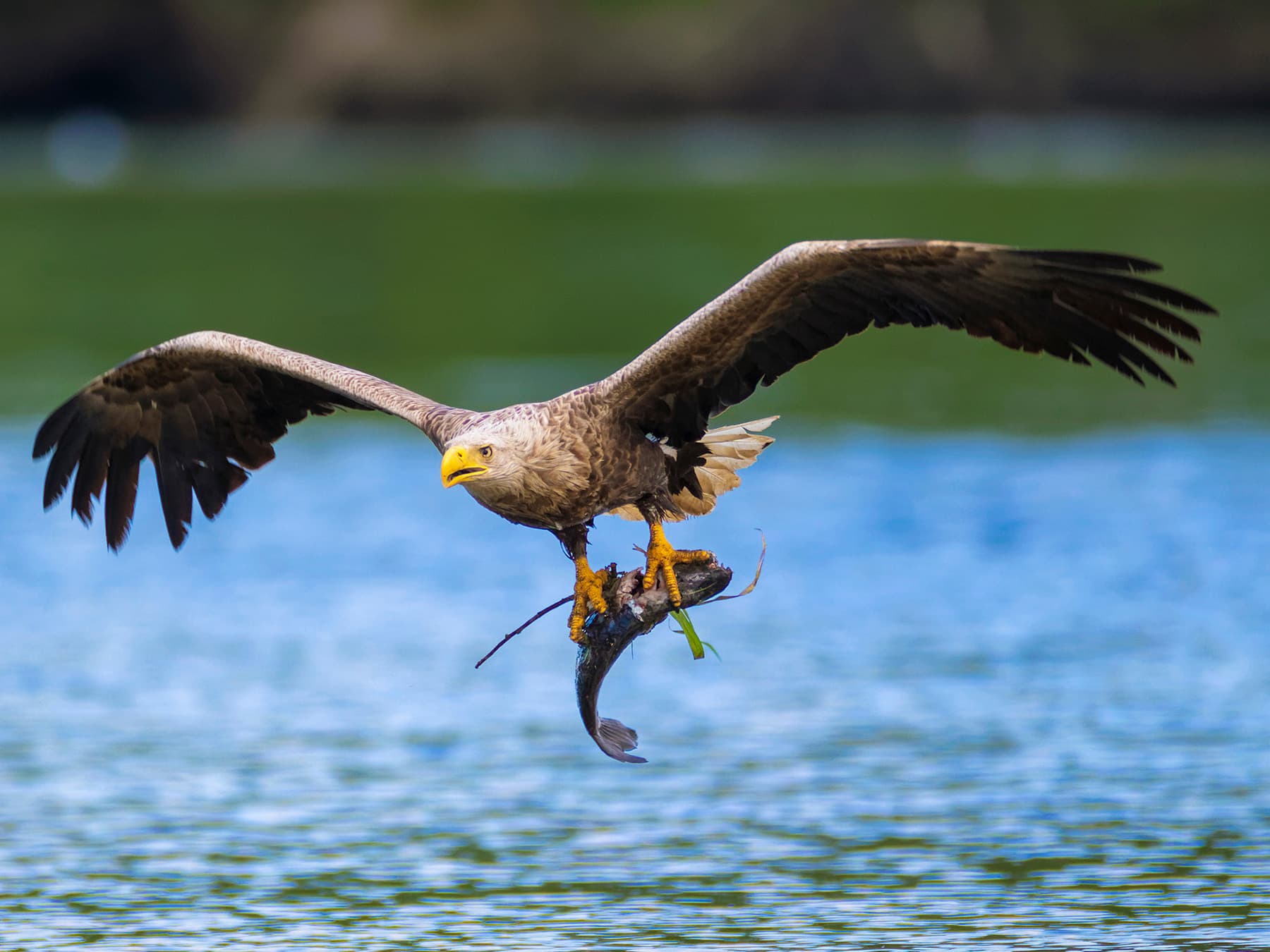 White-tailed Eagle in-flight over a lake after catching its prey