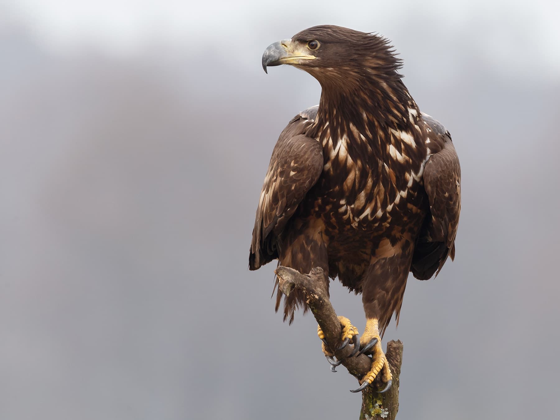 White-tailed Eagle perching on a branch
