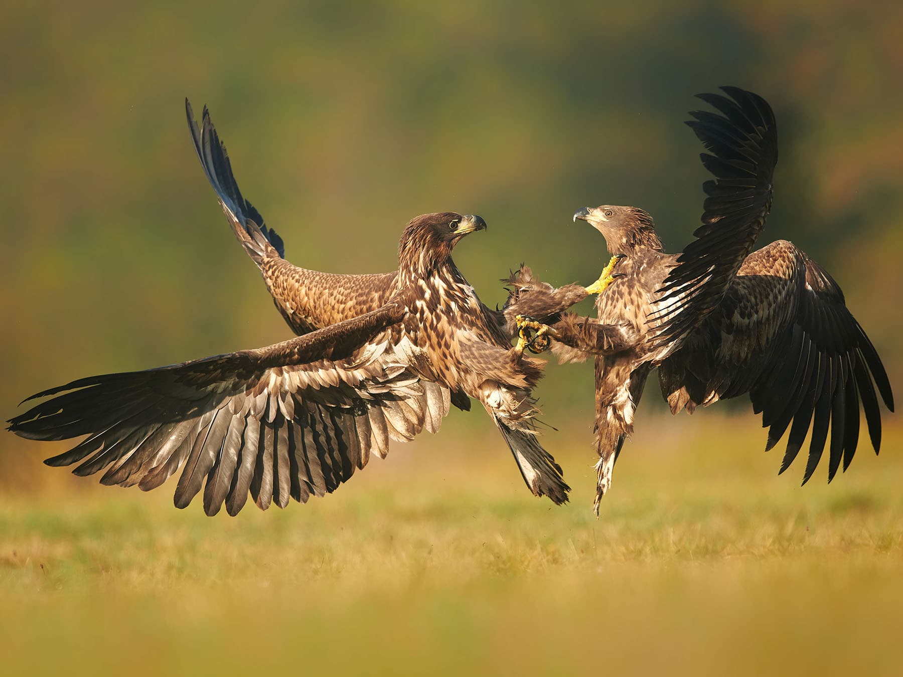 White tailed eagles fighting