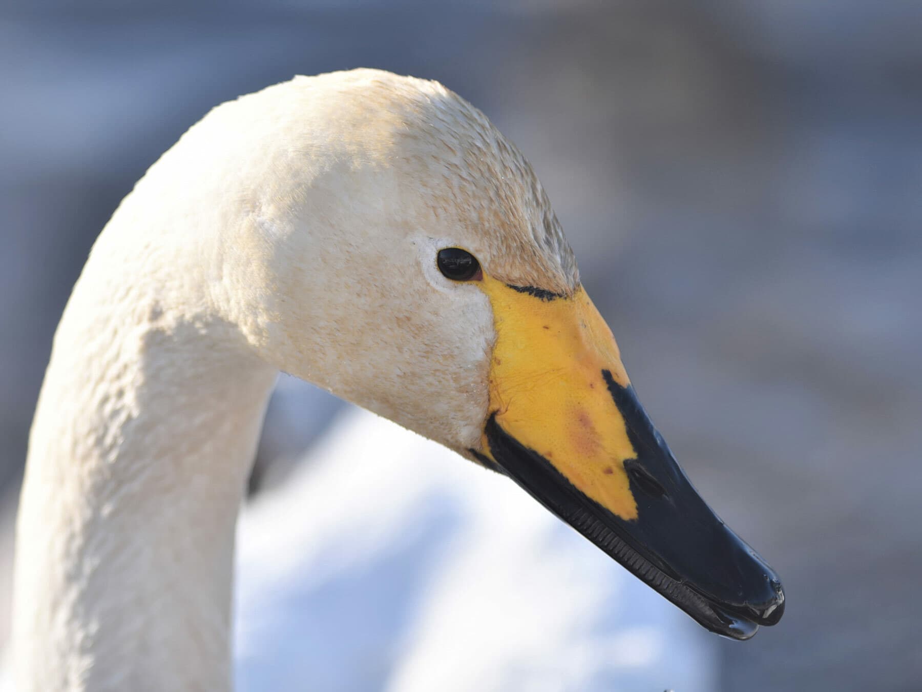 Whooper Swan close up