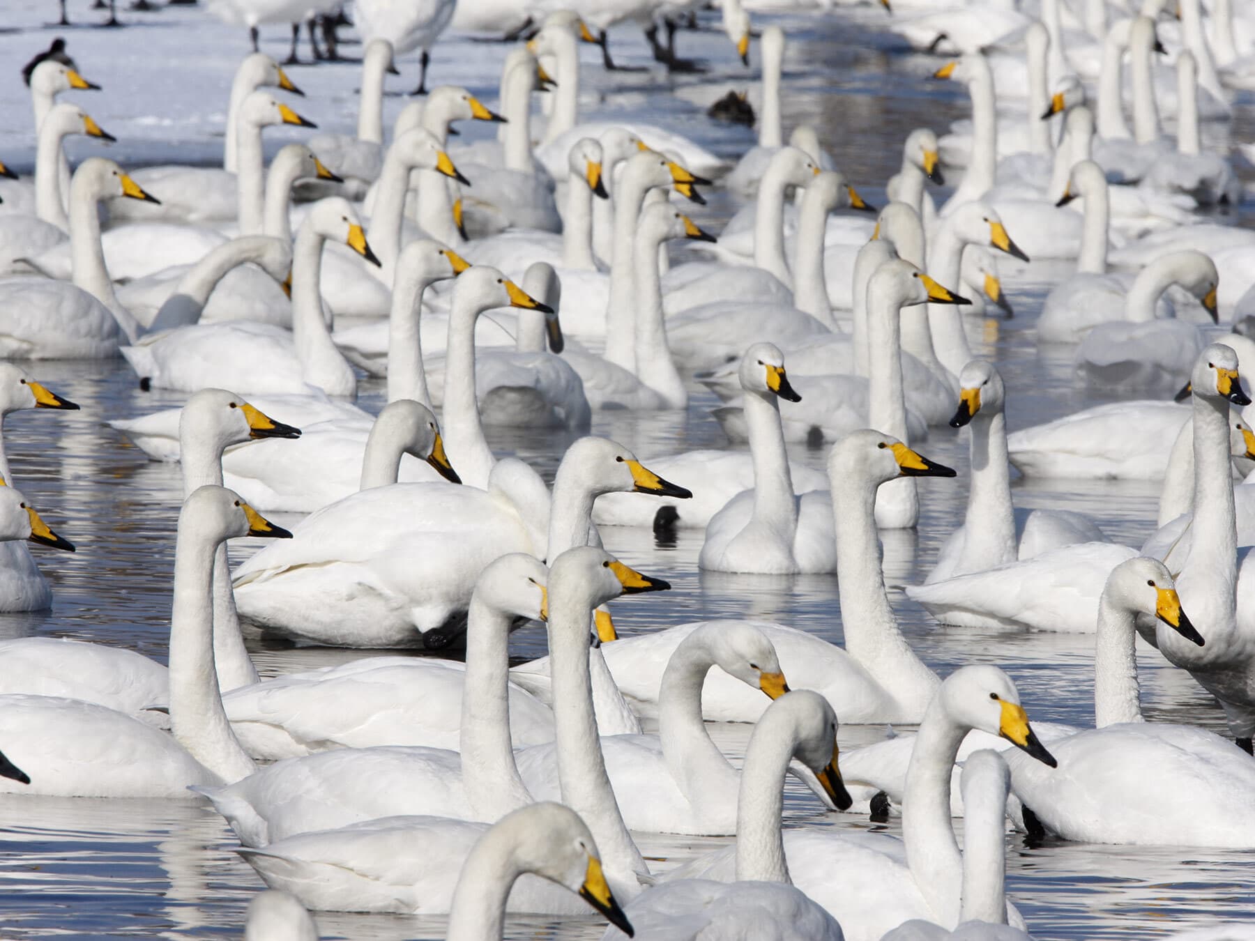 Whooper swan flock