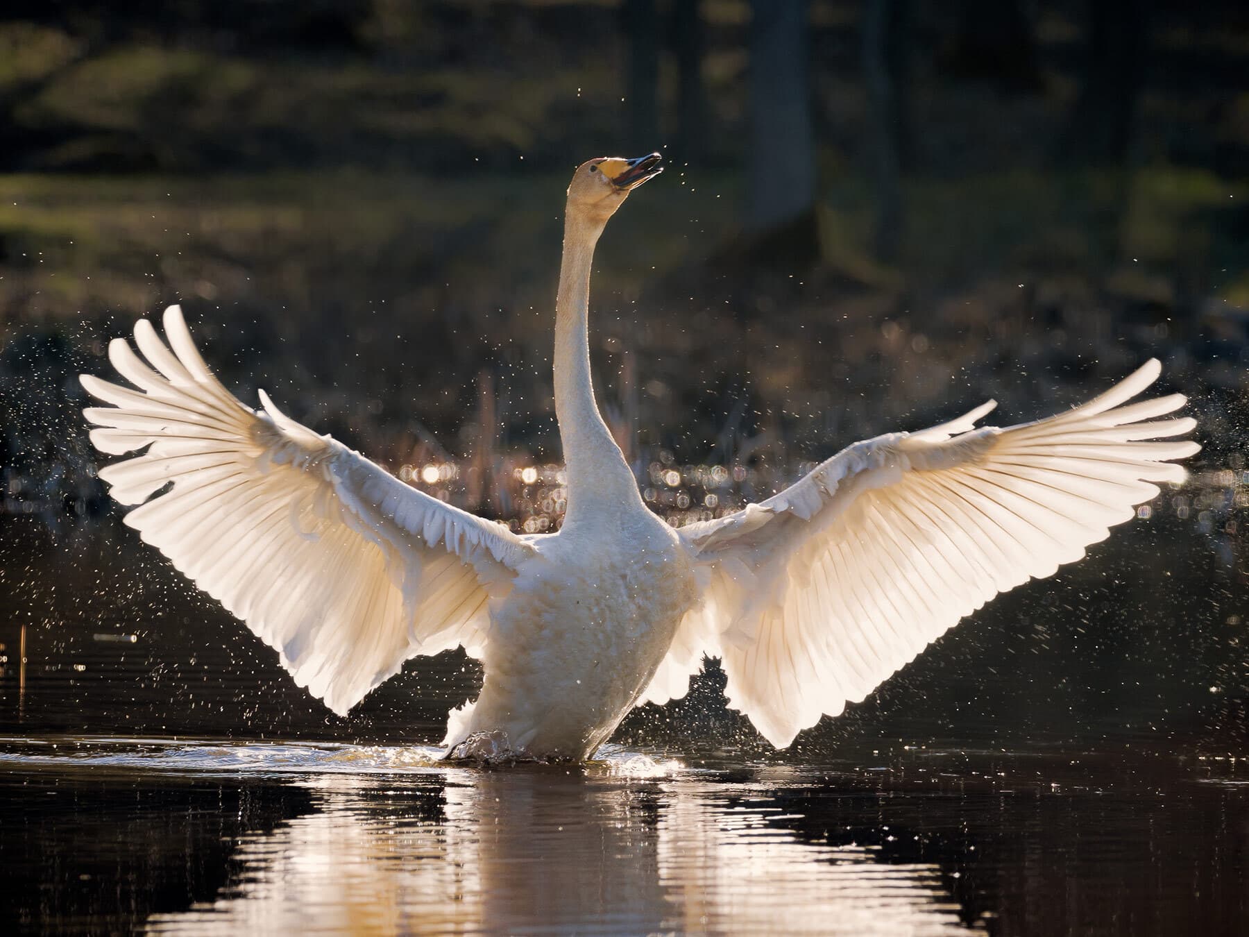 Whooper swan lifespan