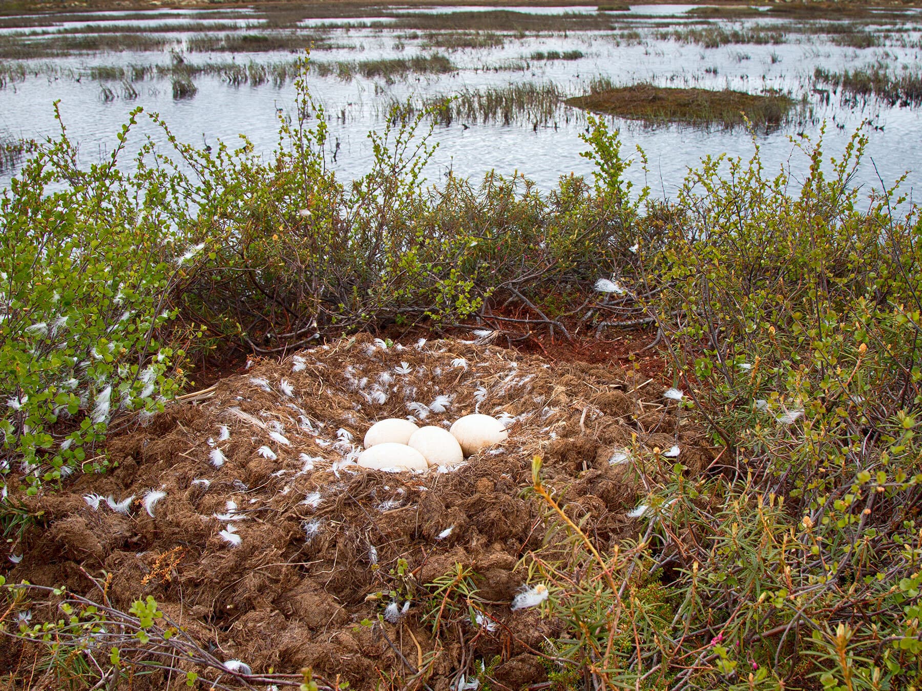 Whooper swan nest