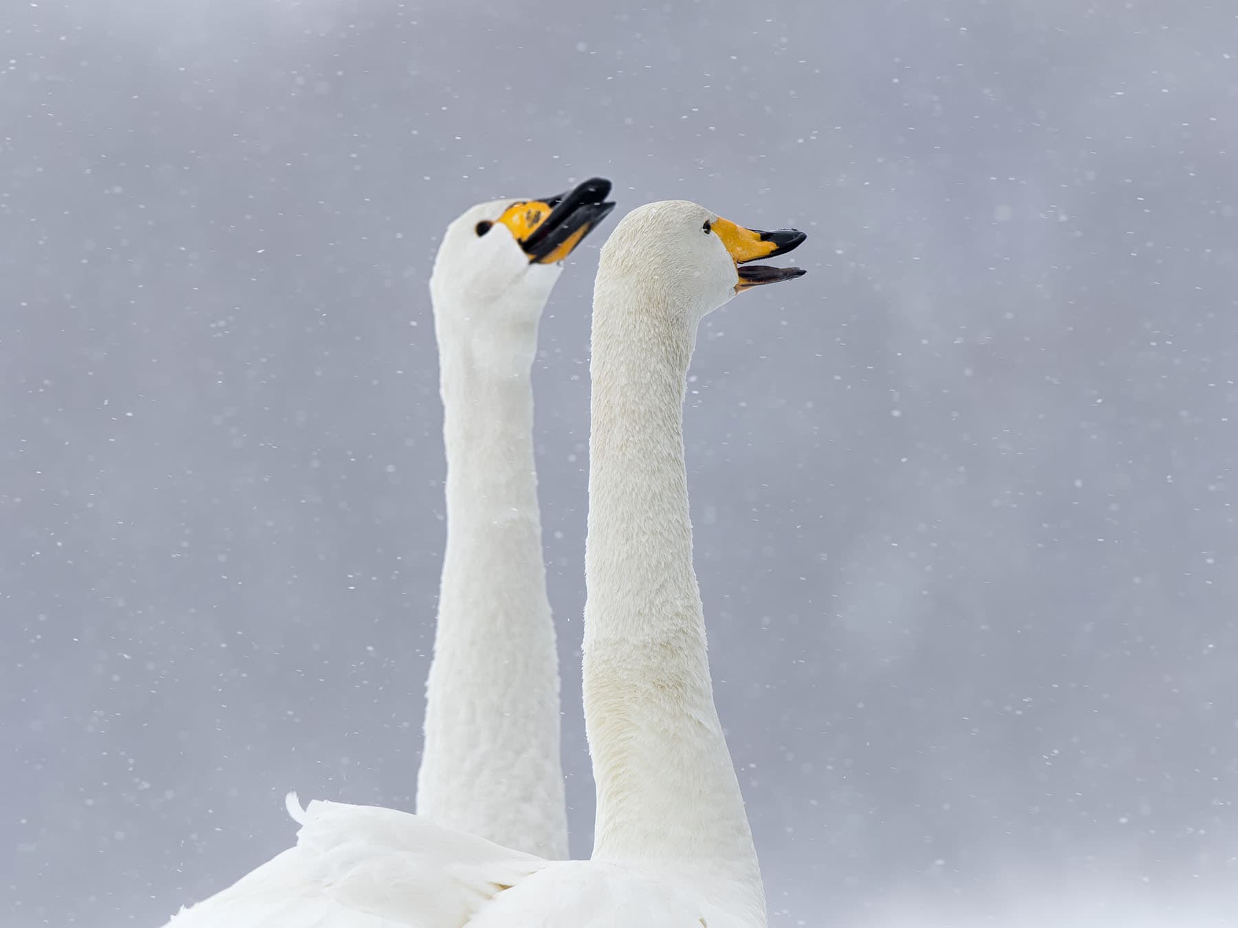 Whooper swan pair winter