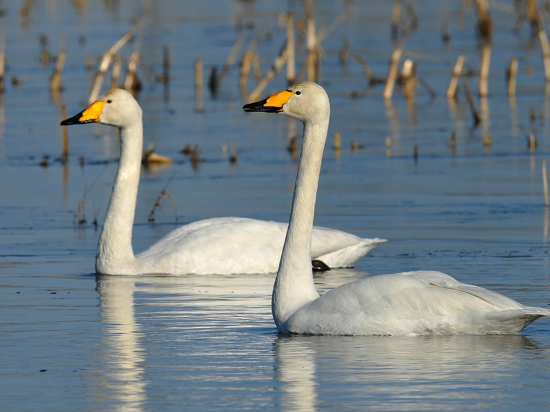 Pair of Whooper Swans