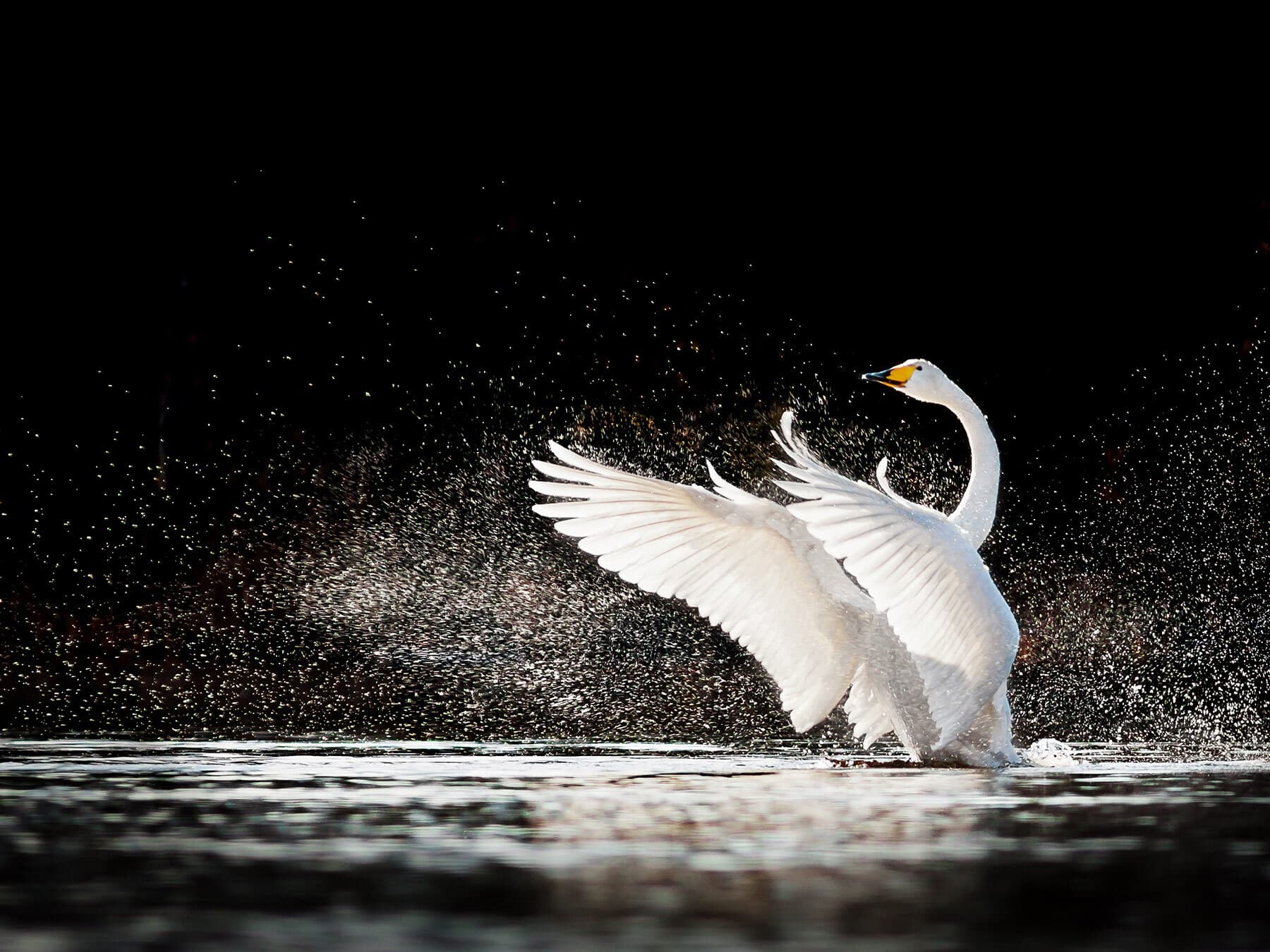 Whooper swan rising
