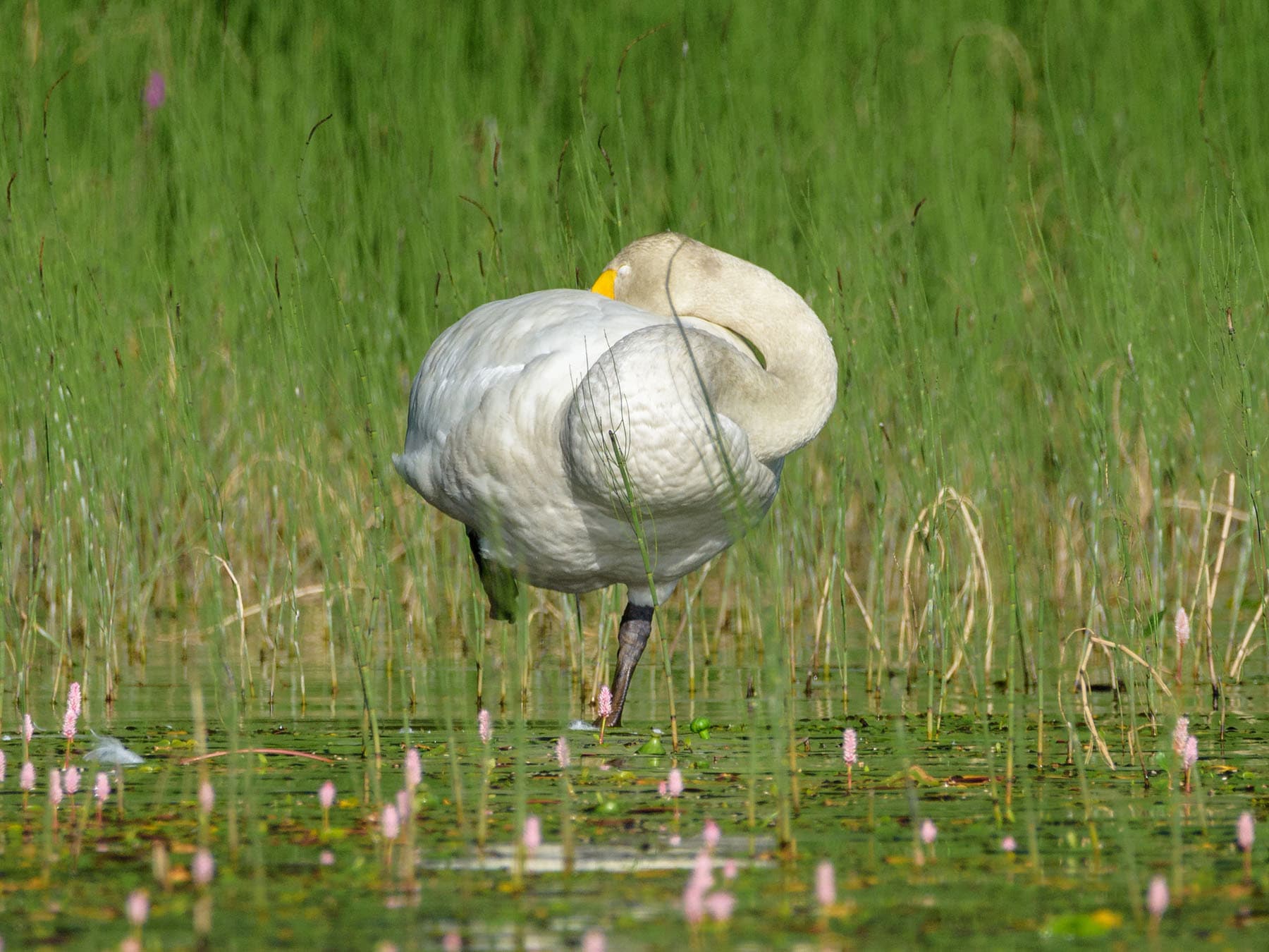 Whooper swan sleeping
