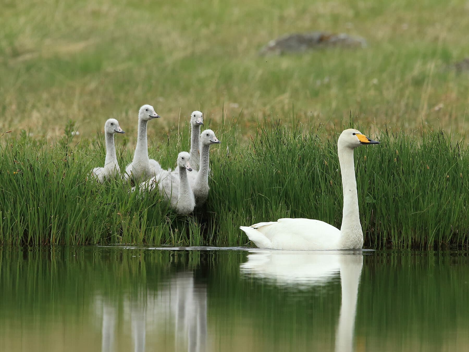 Whooper Swan with young