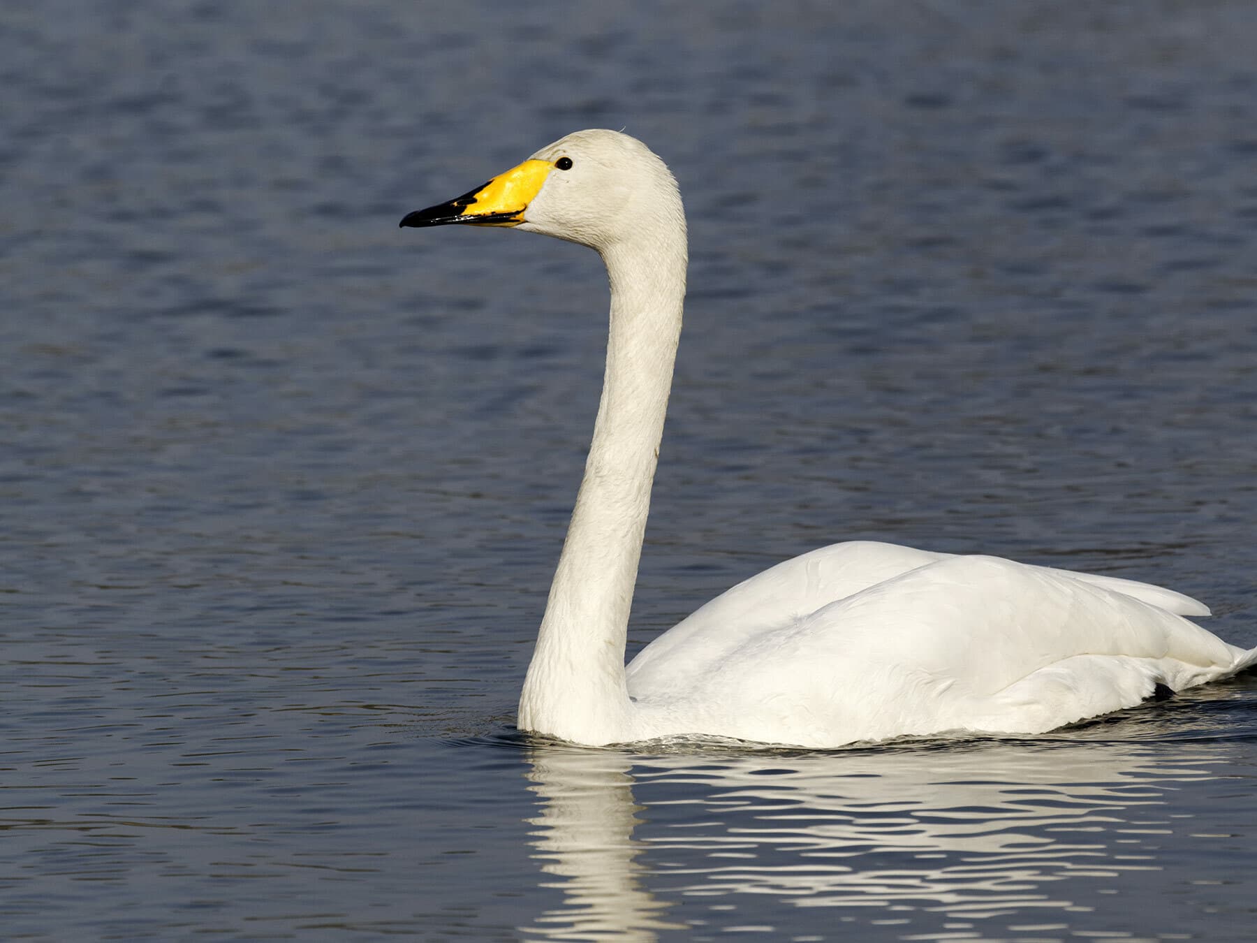 Whooper Swan swimming on the lake
