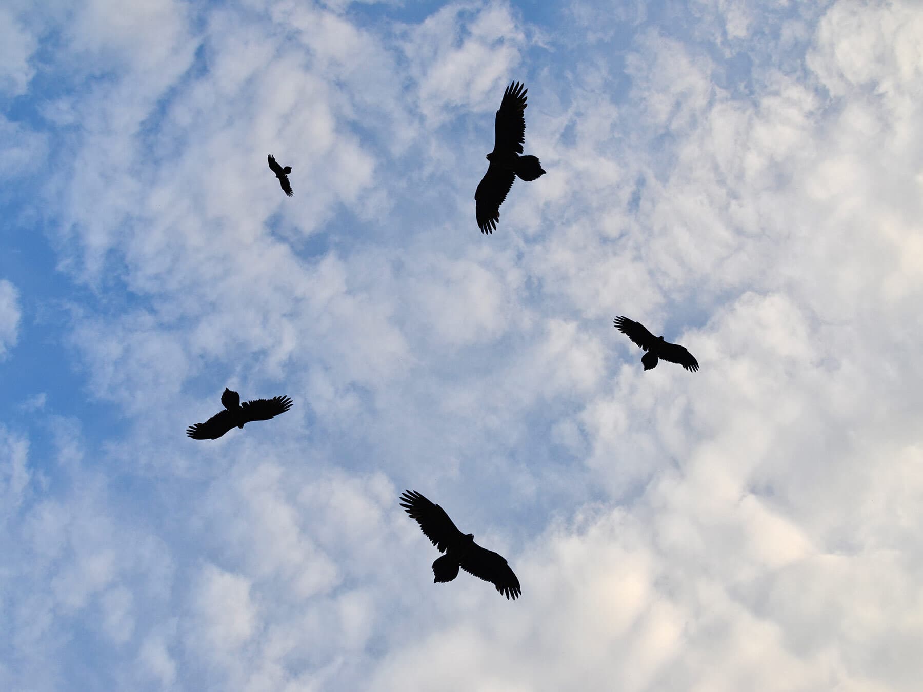 Why Do Birds Fly In Circles?