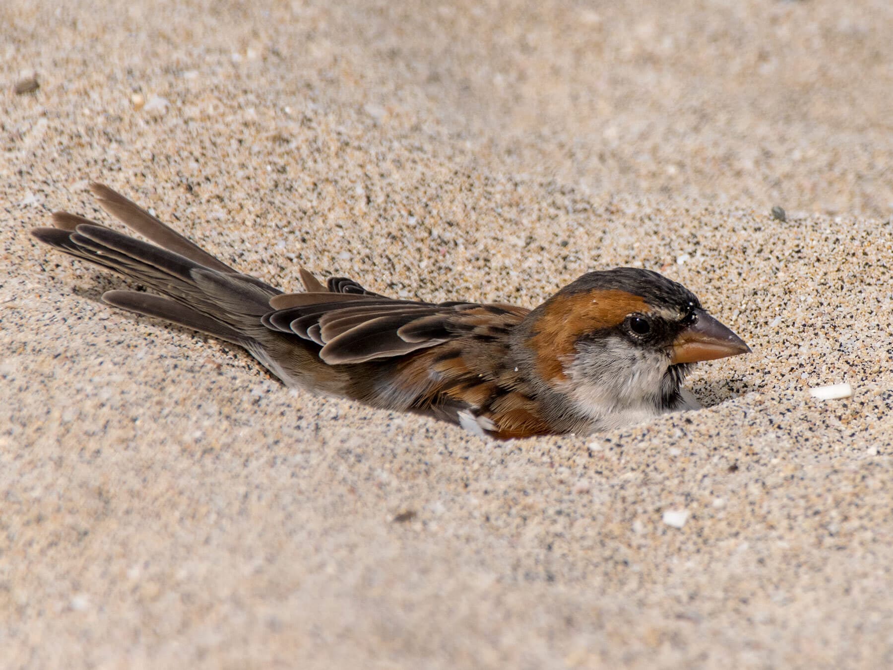 Why Do Birds Take Dirt Baths? (Everything Explained)