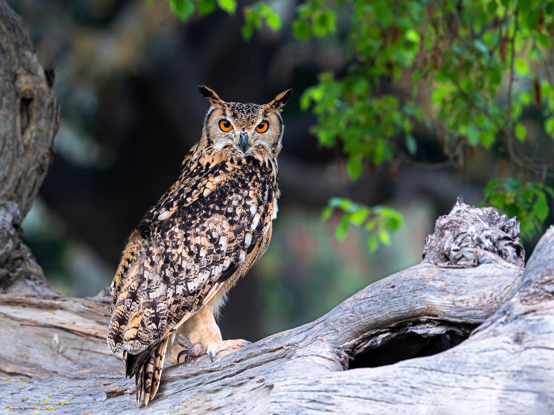 Why Do Owls Hoot? (Everything Explained + FAQs)