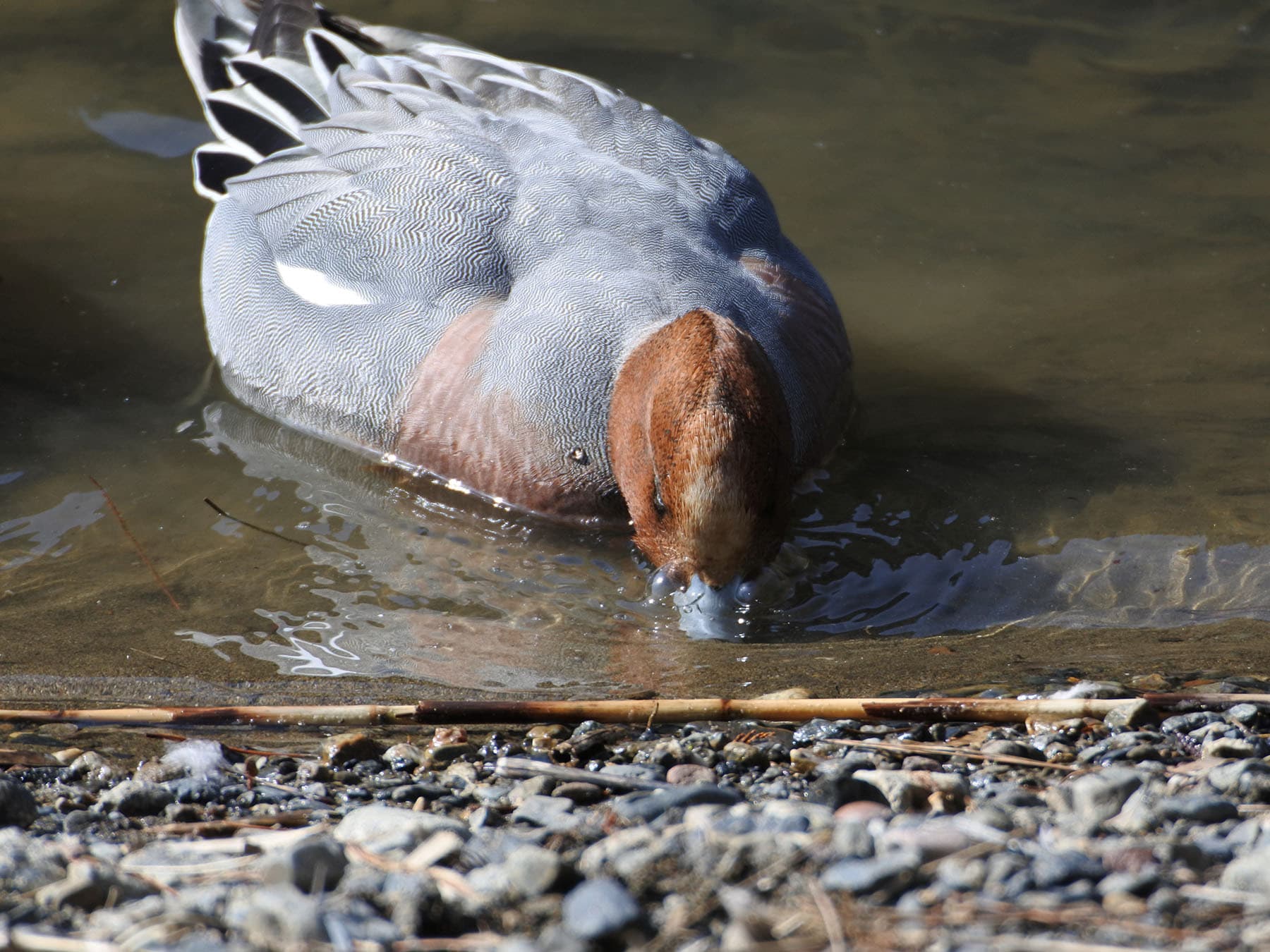 Wigeon foraging for food in the water
