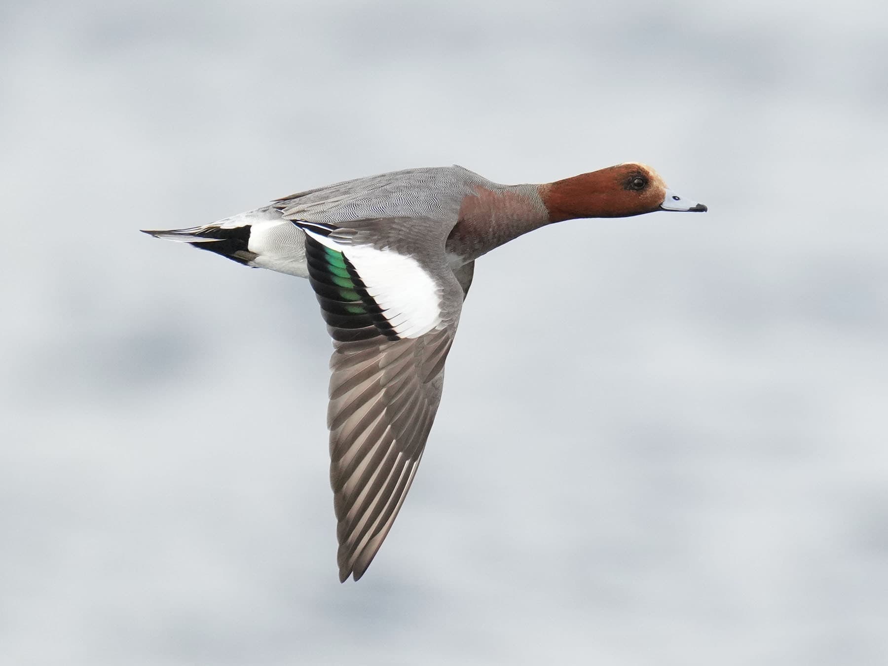 European Wigeon in flight