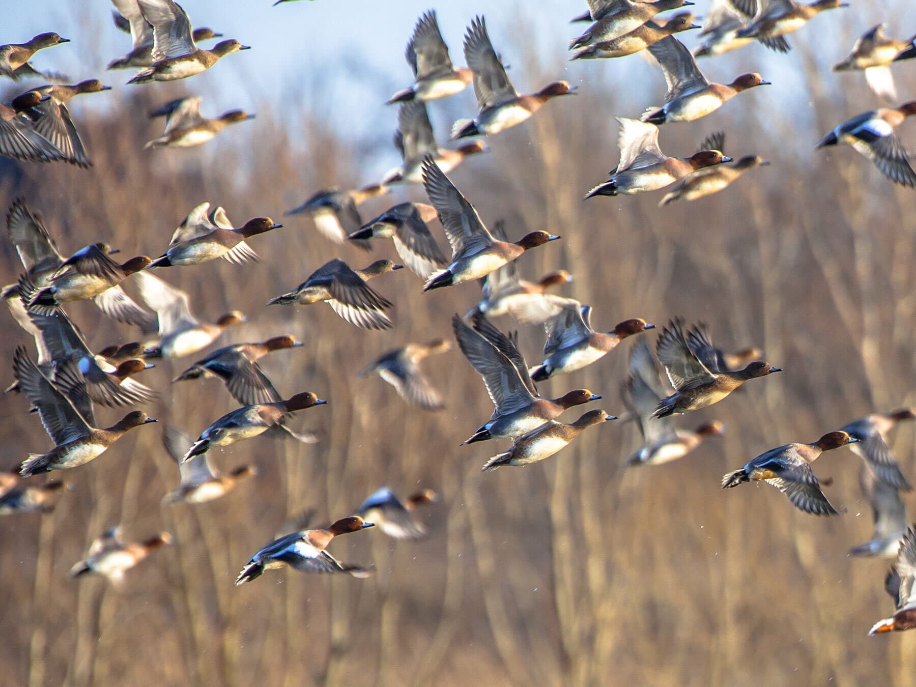 Wigeon migration
