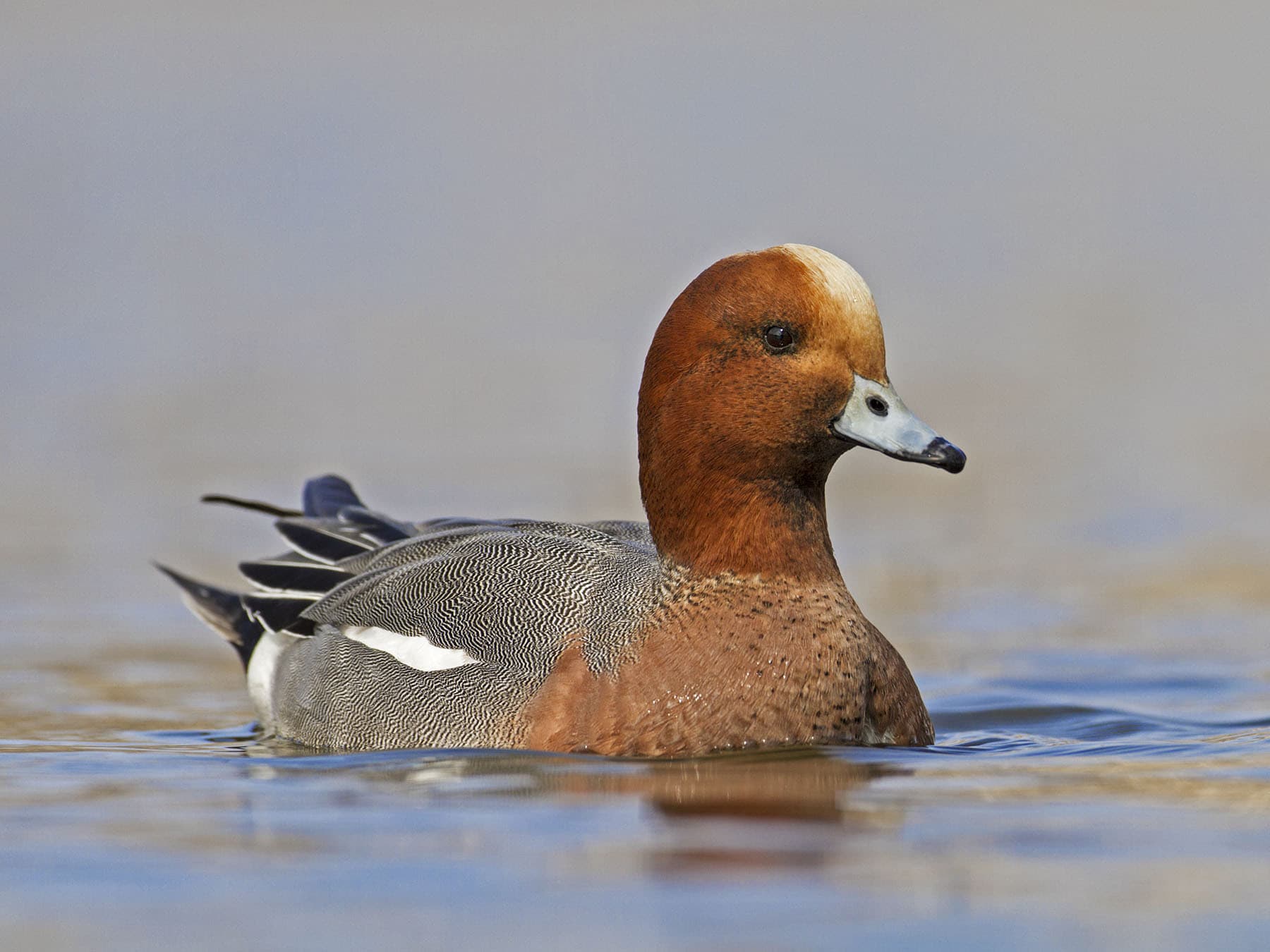 Eurasian Wigeon