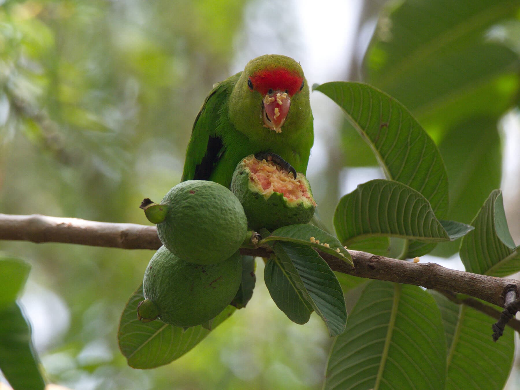 Wild lovebird eating guava