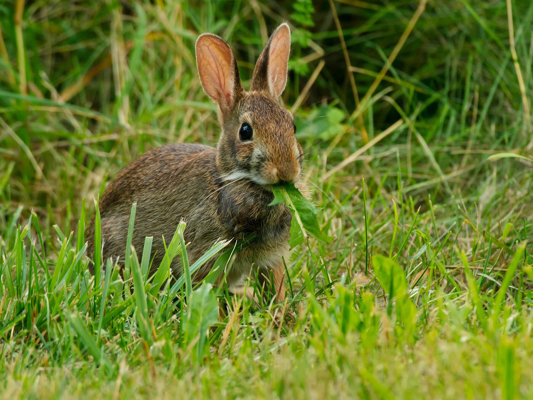 Wild rabbit eating weeds