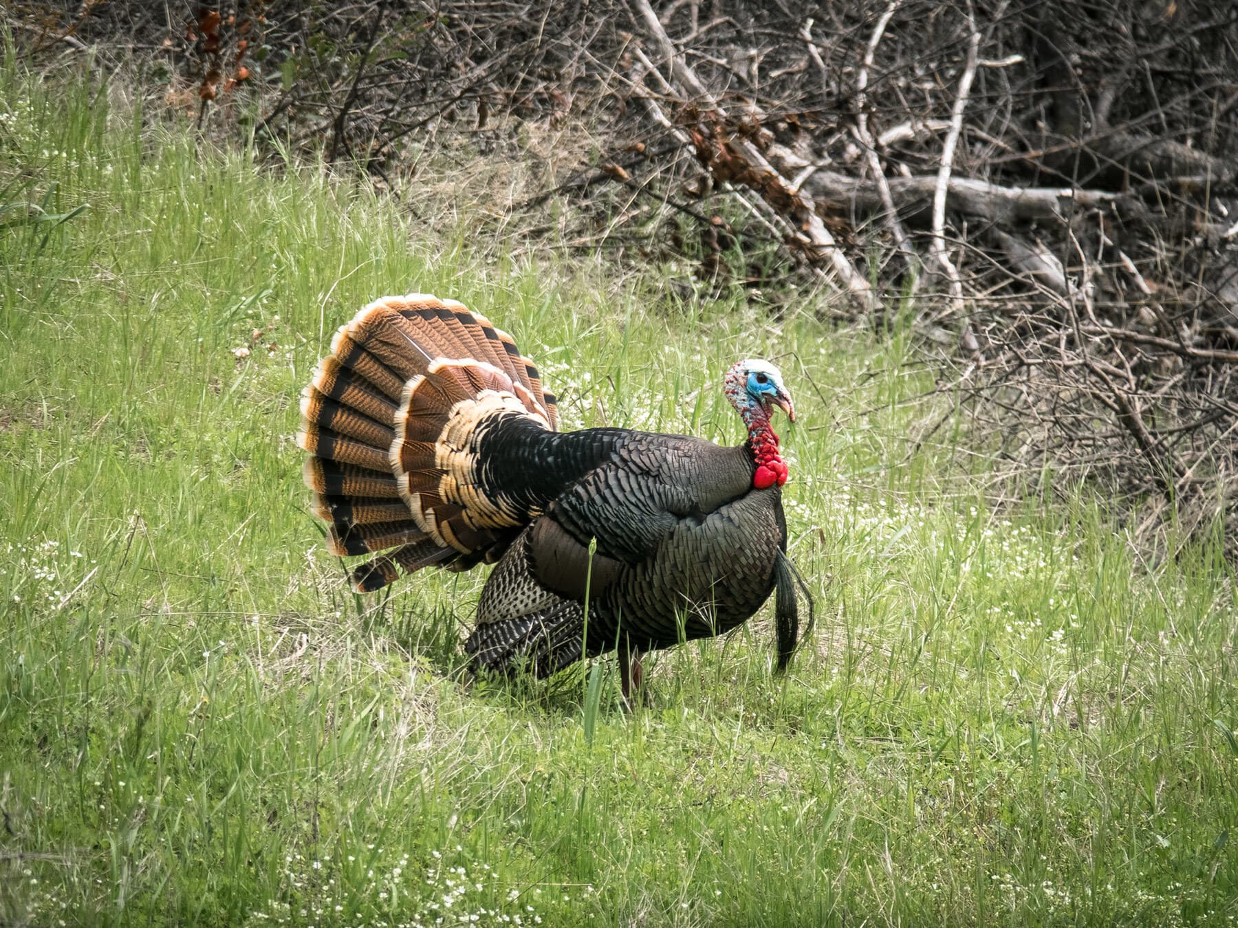 Wild turkey distribution