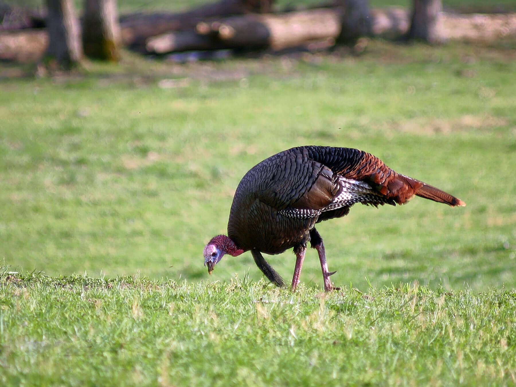 A Wild Turkey bending to peck at a lawn
