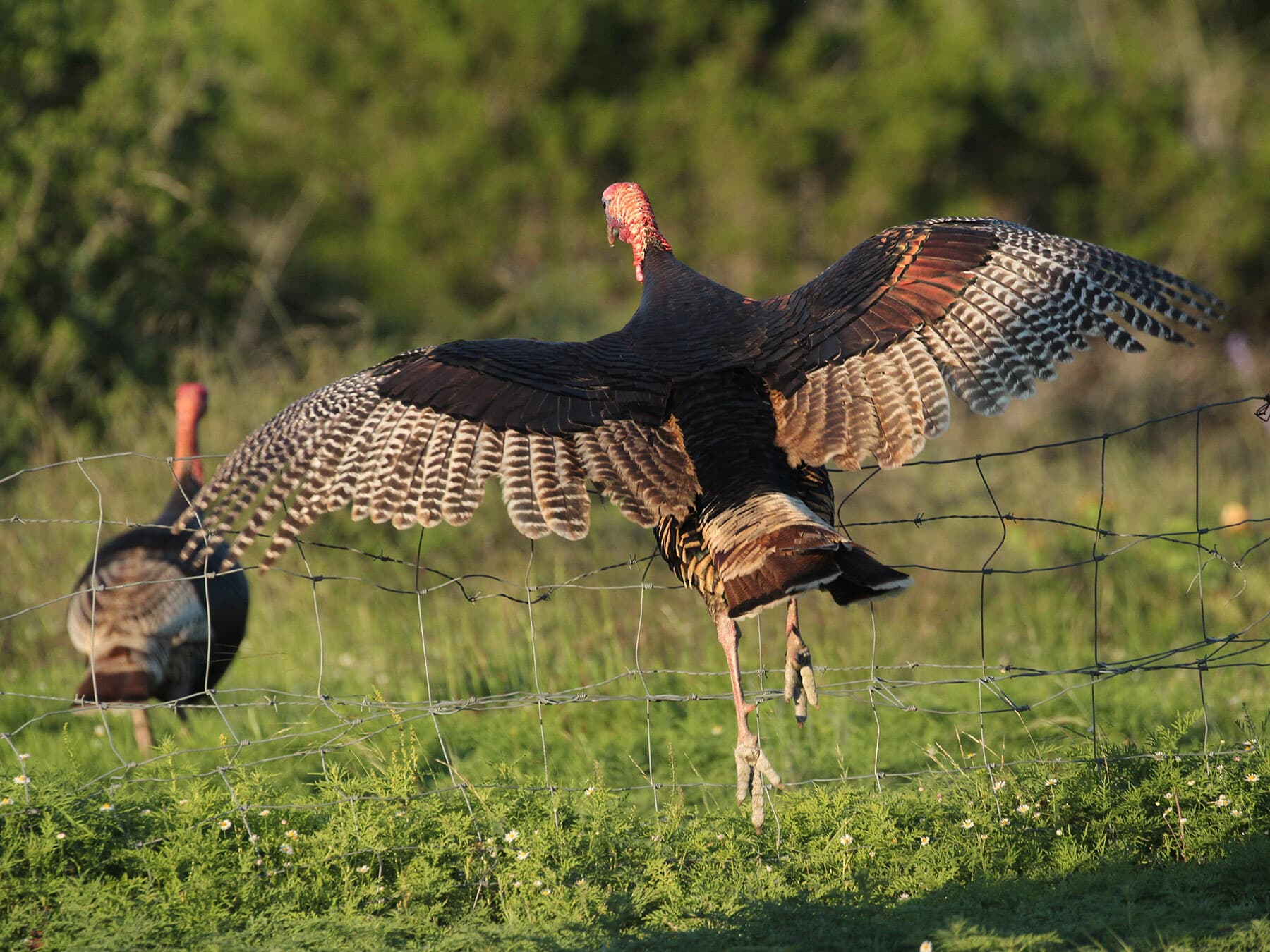 Wild turkey flying over fence