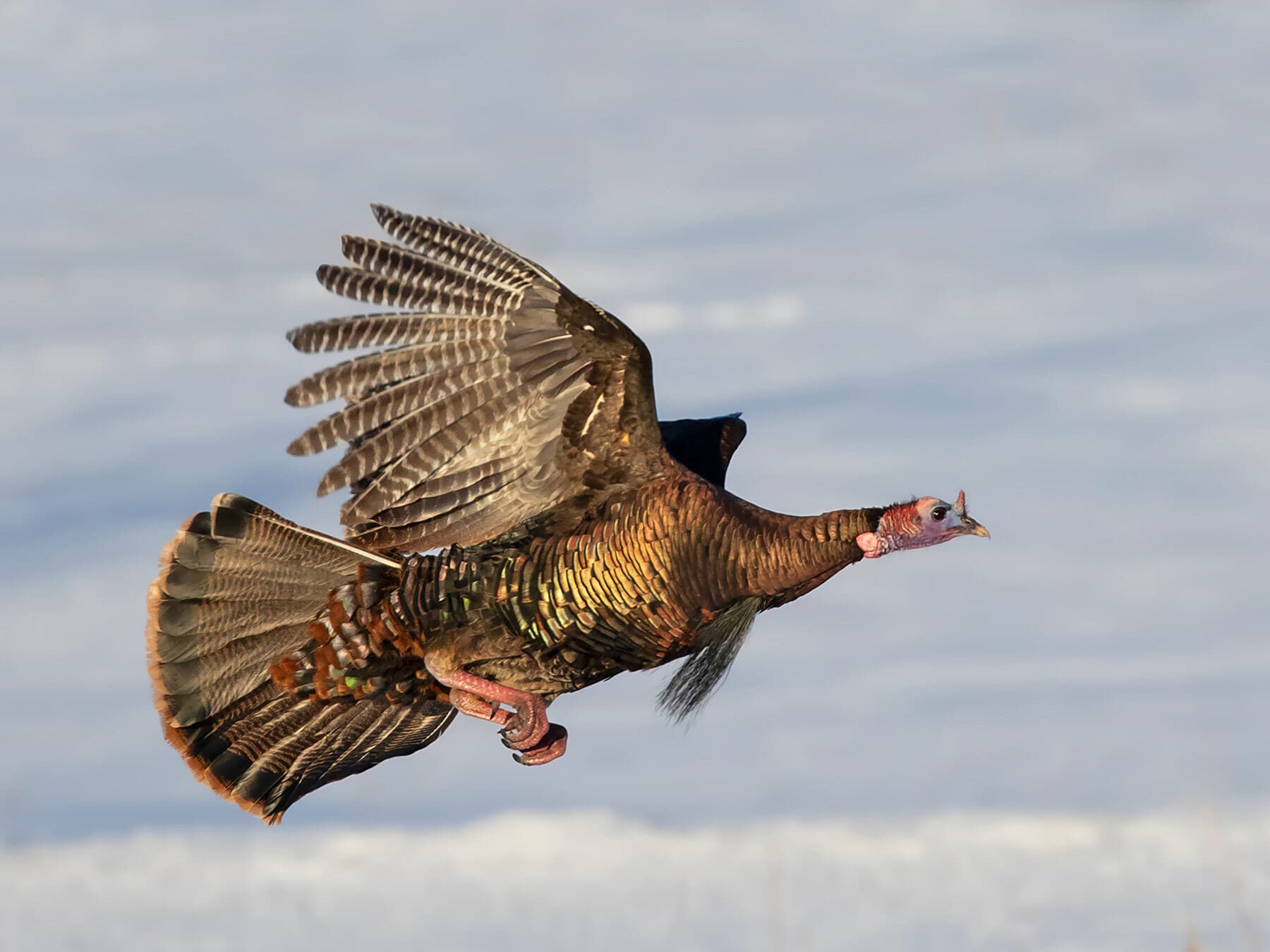 Wild turkey flying