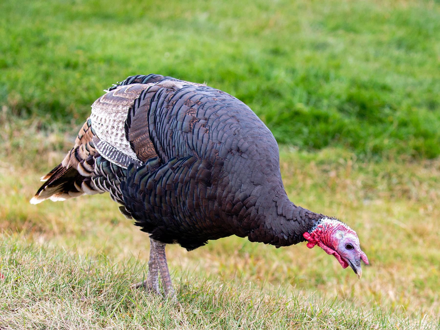 A Wild Turkey feeding in a grassy field
