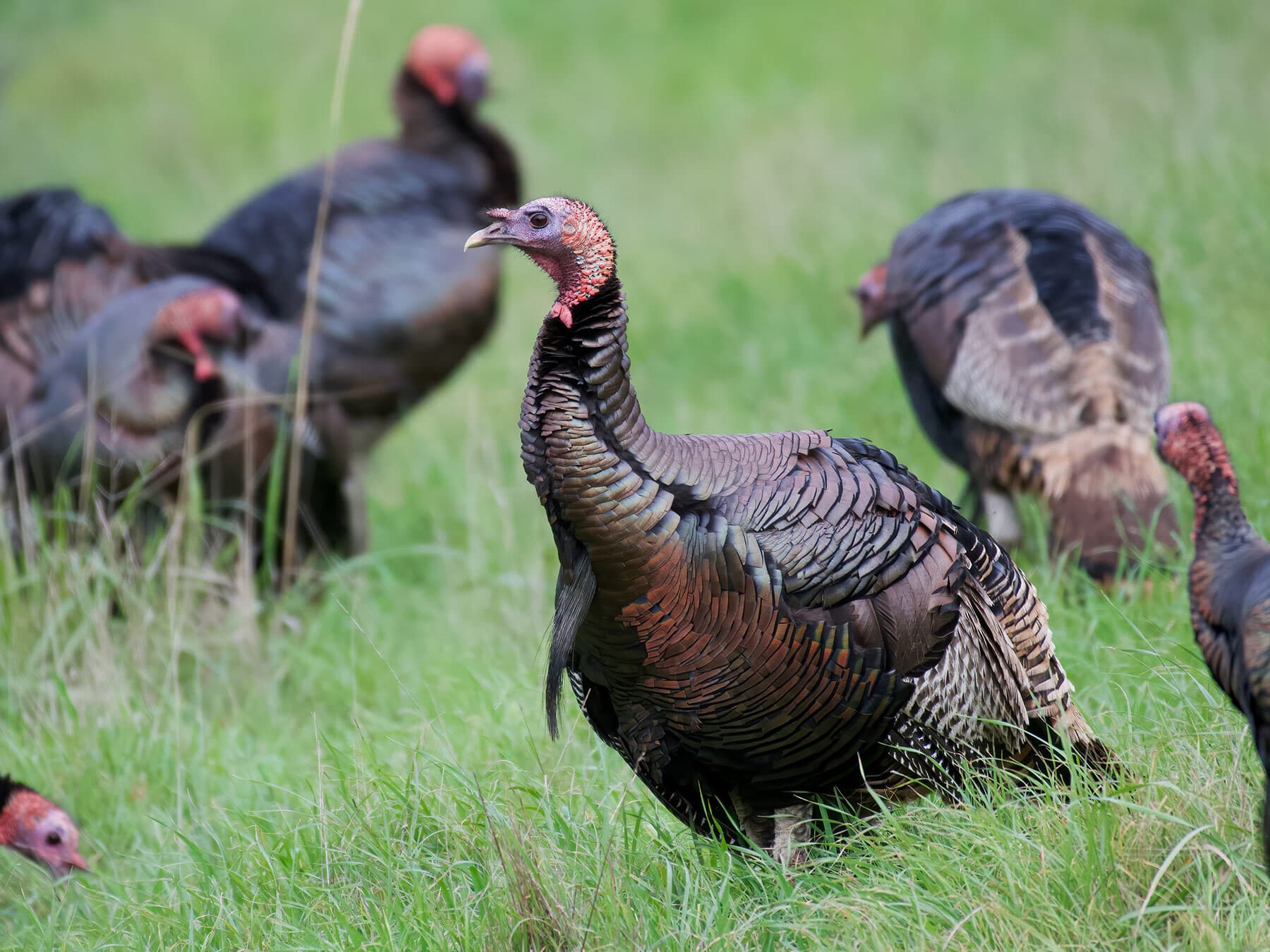 Wild turkey group