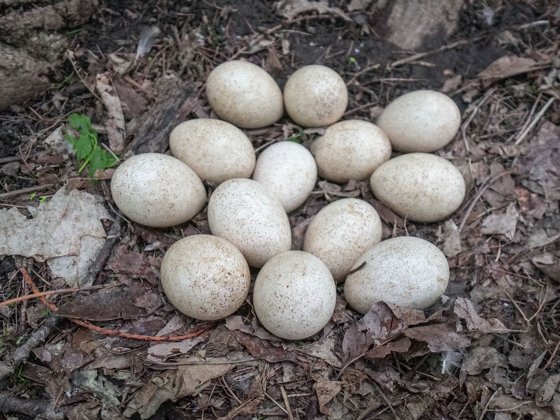 Wild turkey nest close up