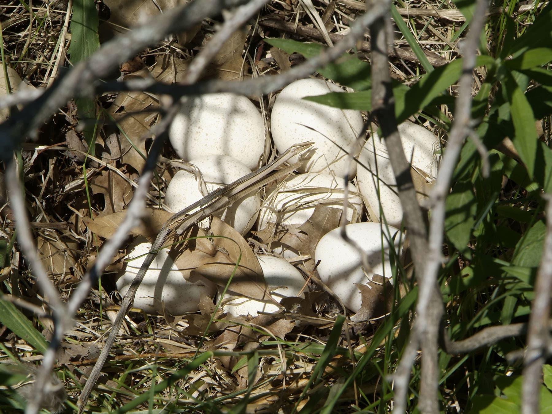 Wild turkey nest with eggs
