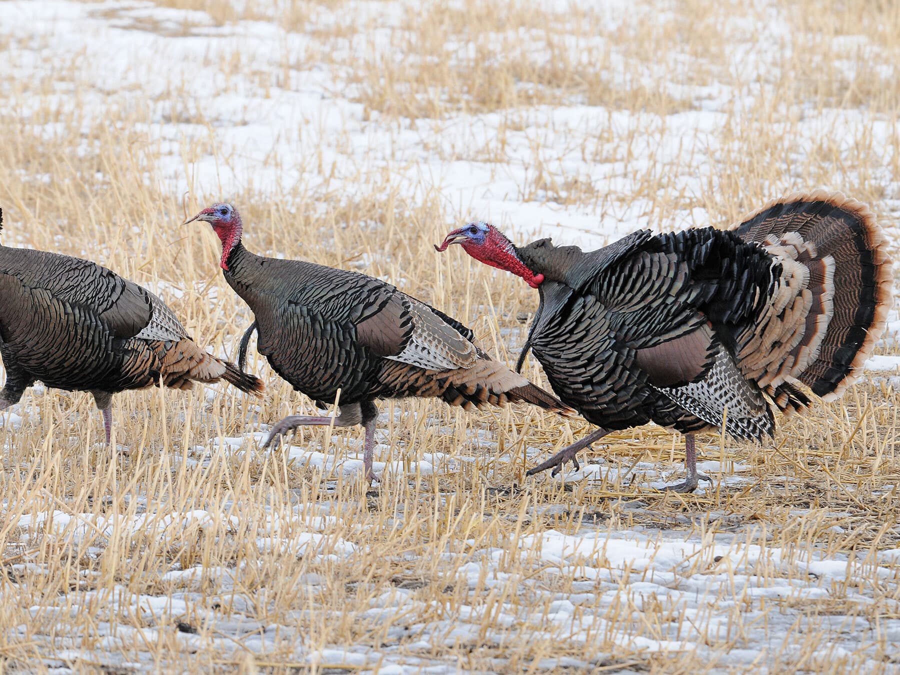 Wild turkey winter
