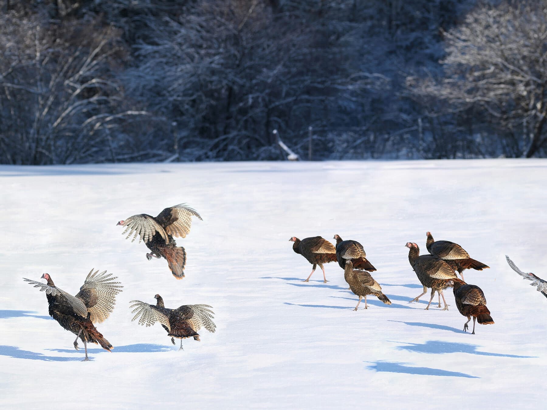Wild turkeys flying