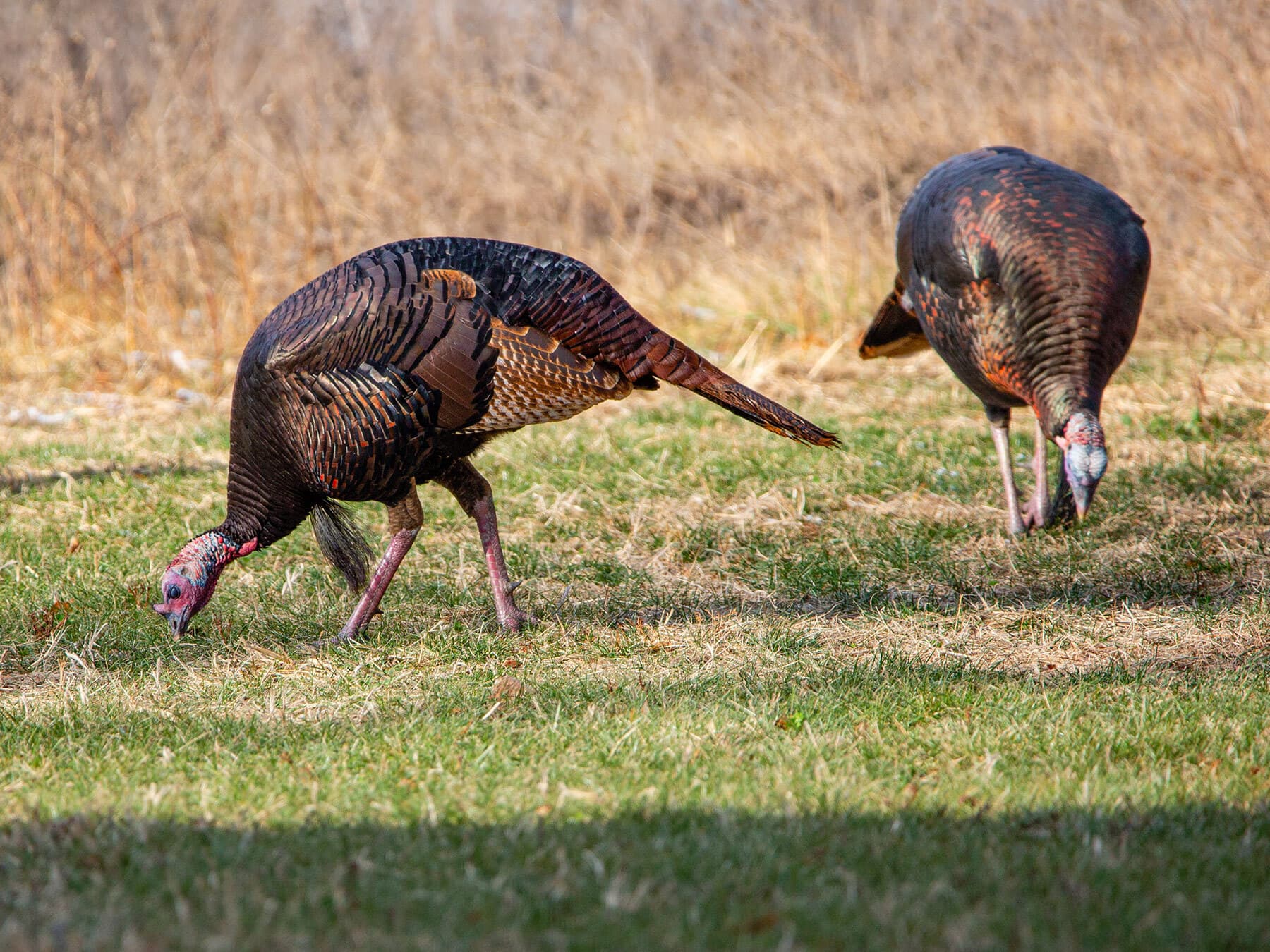 Wild turkeys foraging