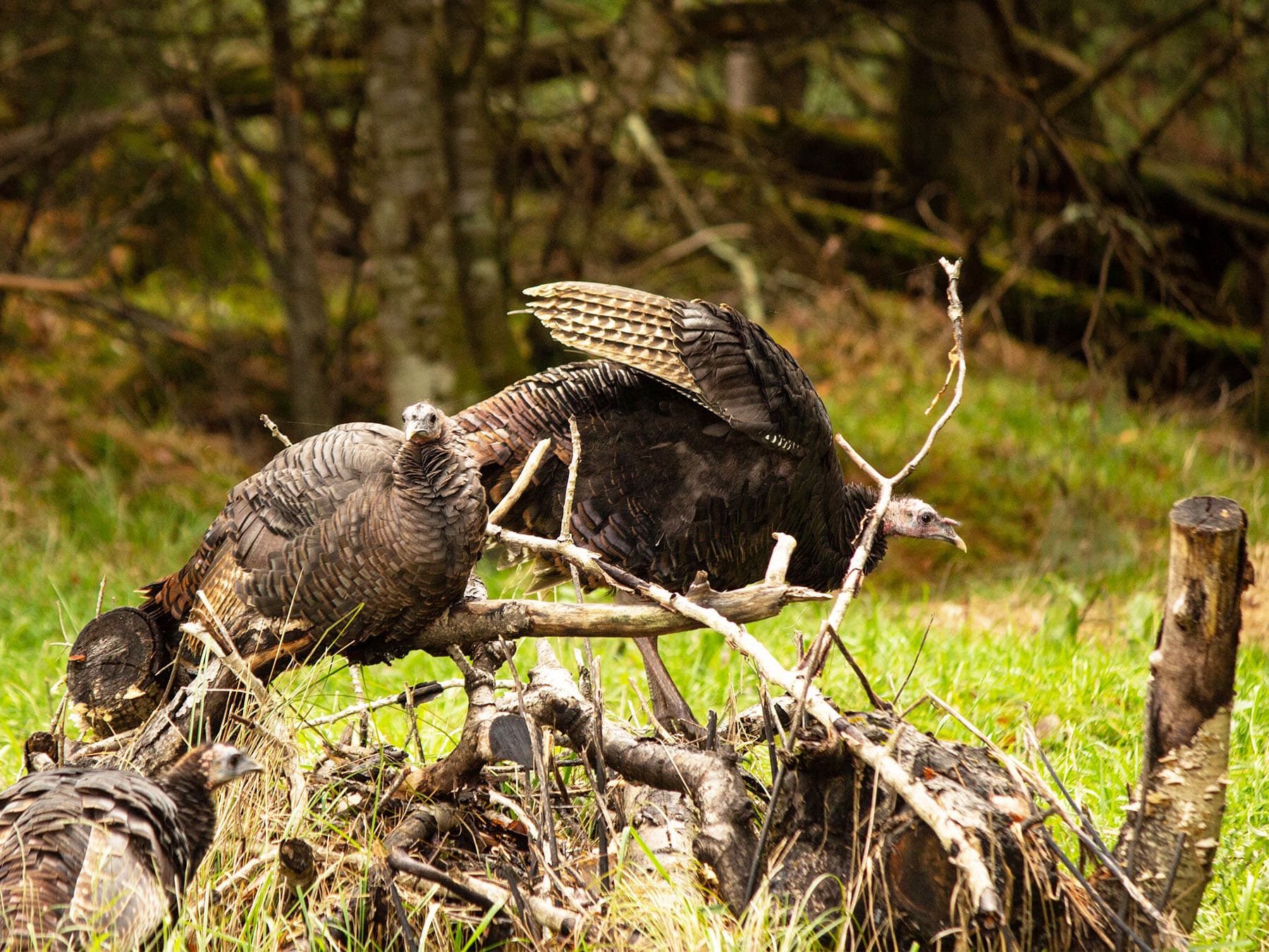 Wild turkeys roosting on top of dead branches