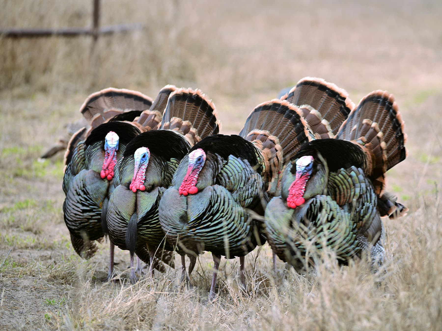 Wild turkeys trying to attract hens