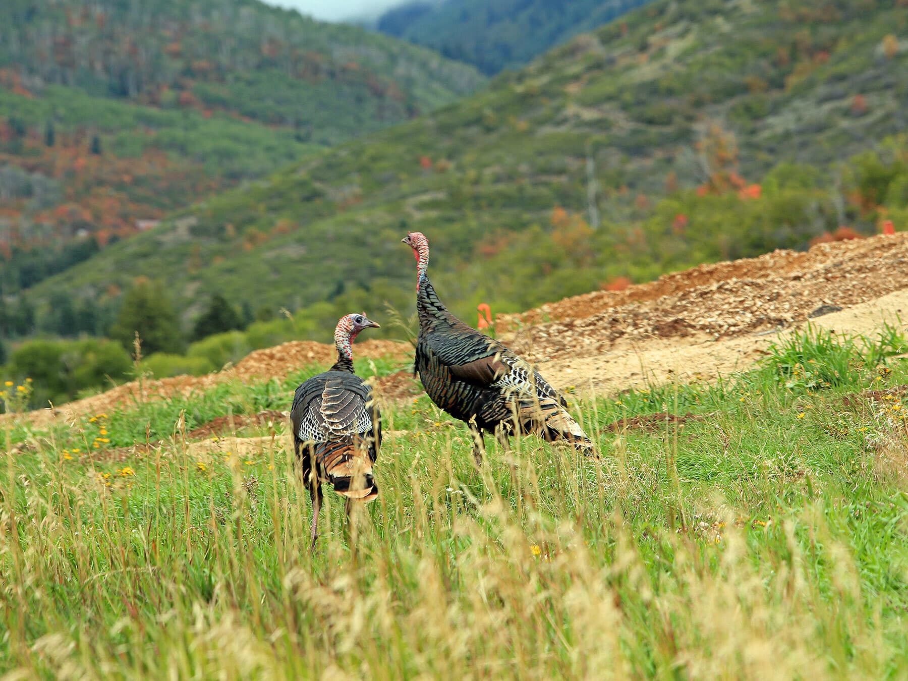 Wild turkeys utah