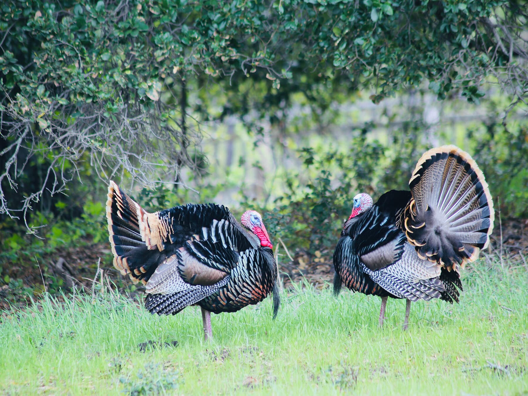 Wild turkeys woodland