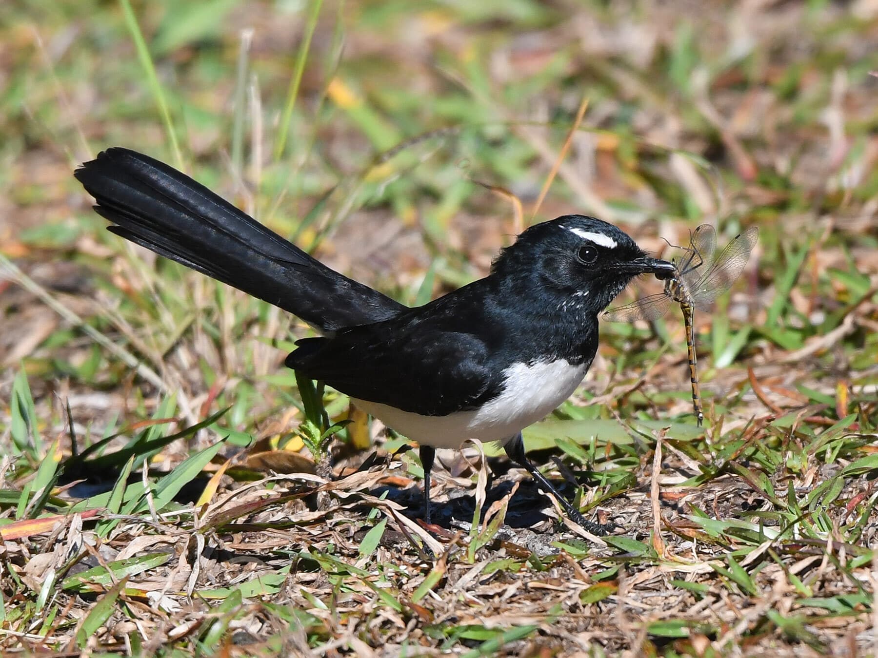 Willie wagtail diet