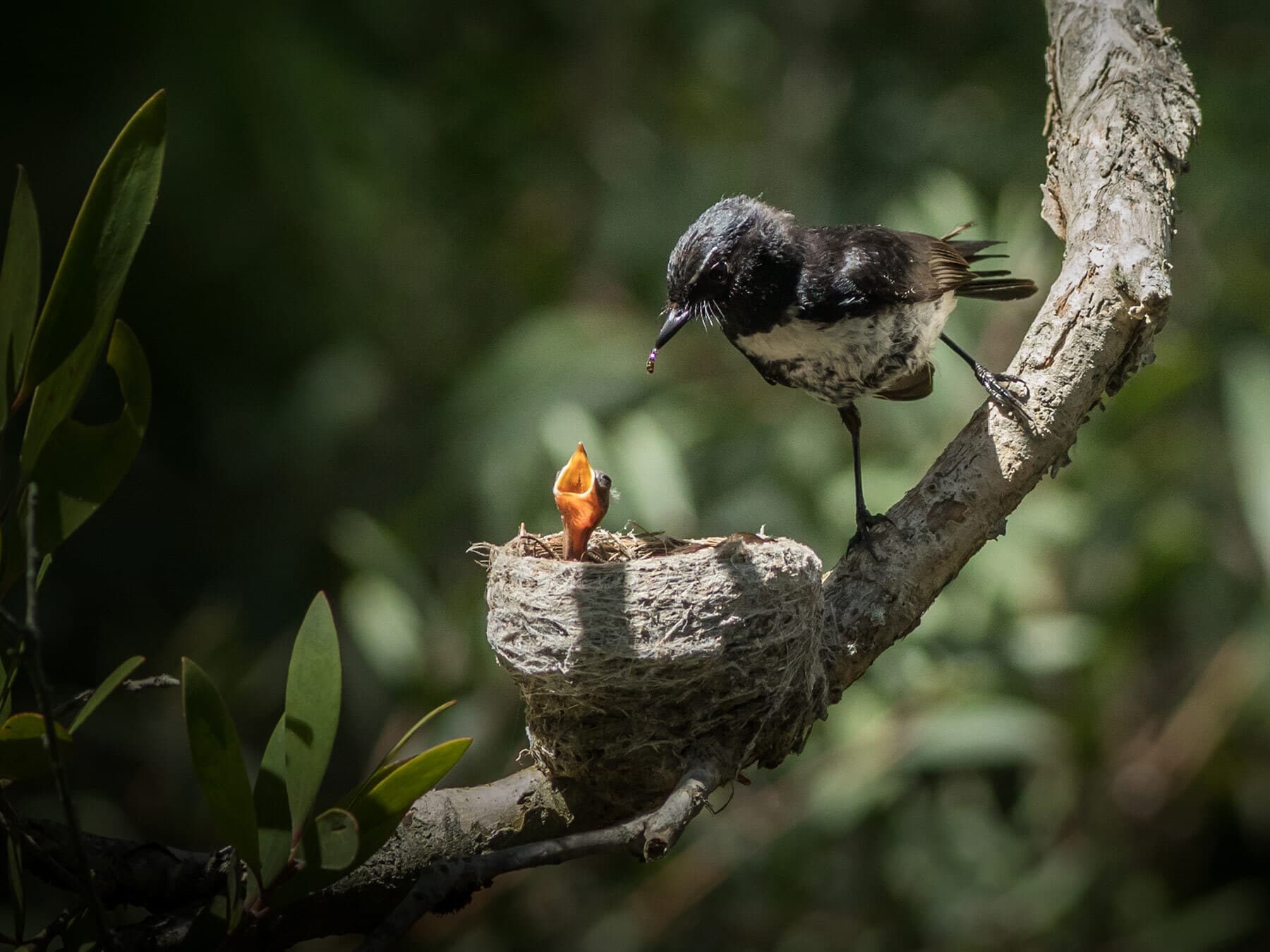 Willie wagtail feeding chick
