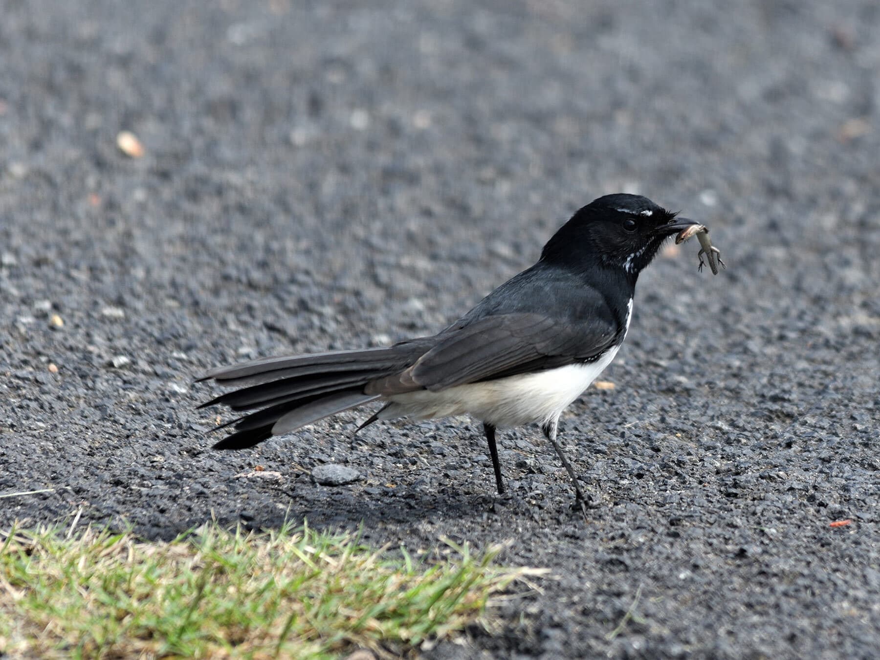 Willie wagtail feeding lizard