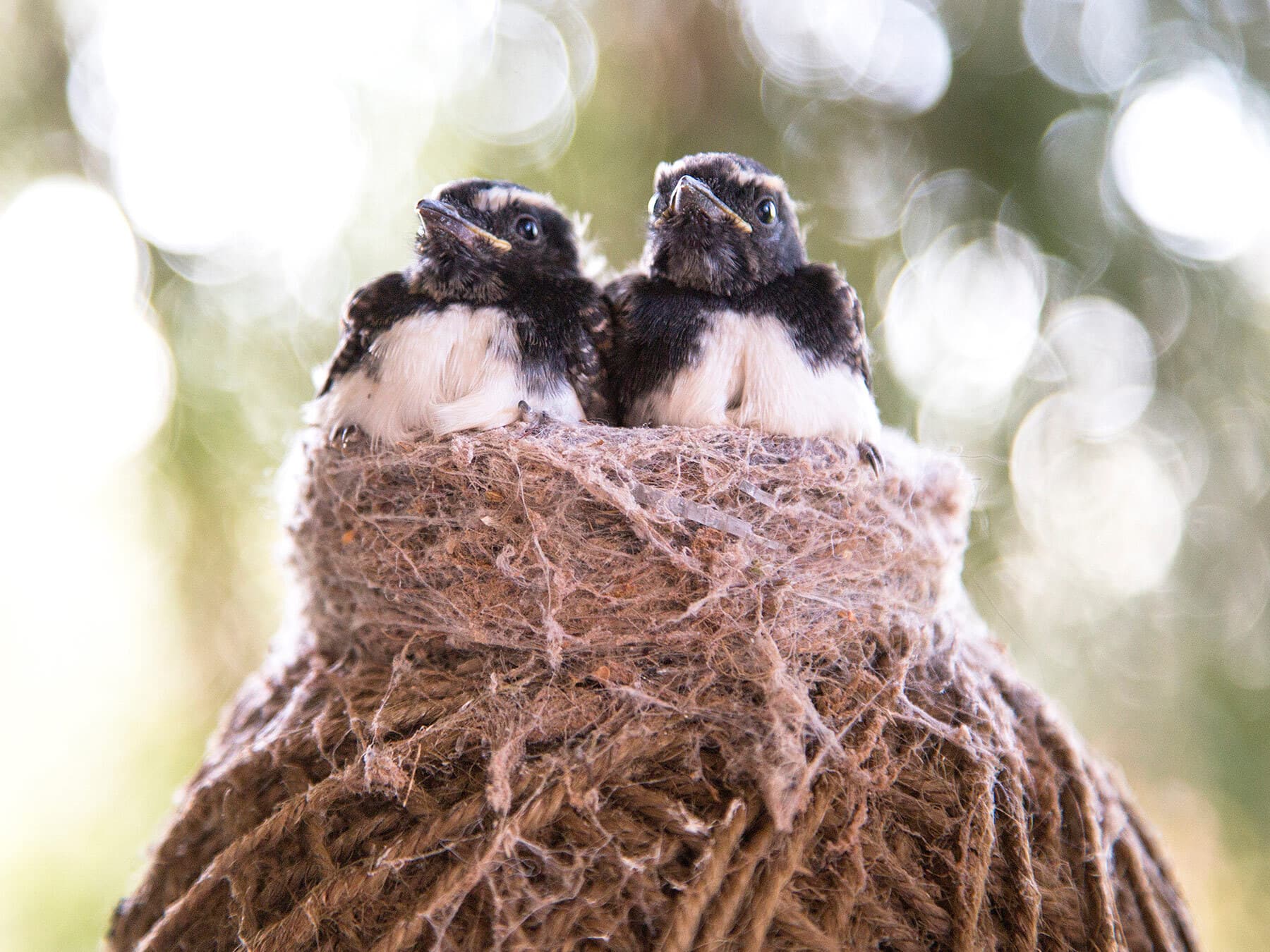 Willie wagtail fledglings