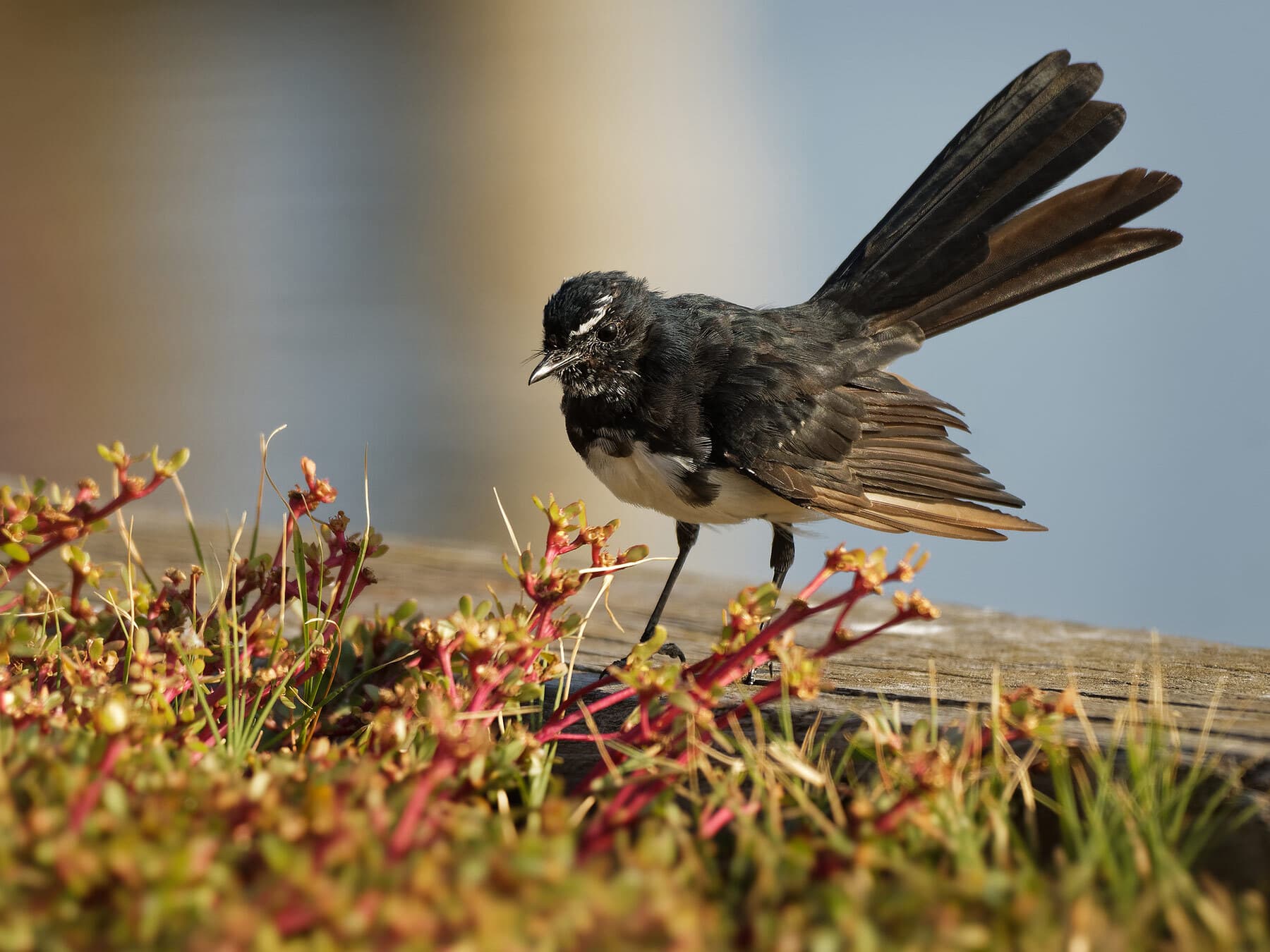 Willie wagtail foraging