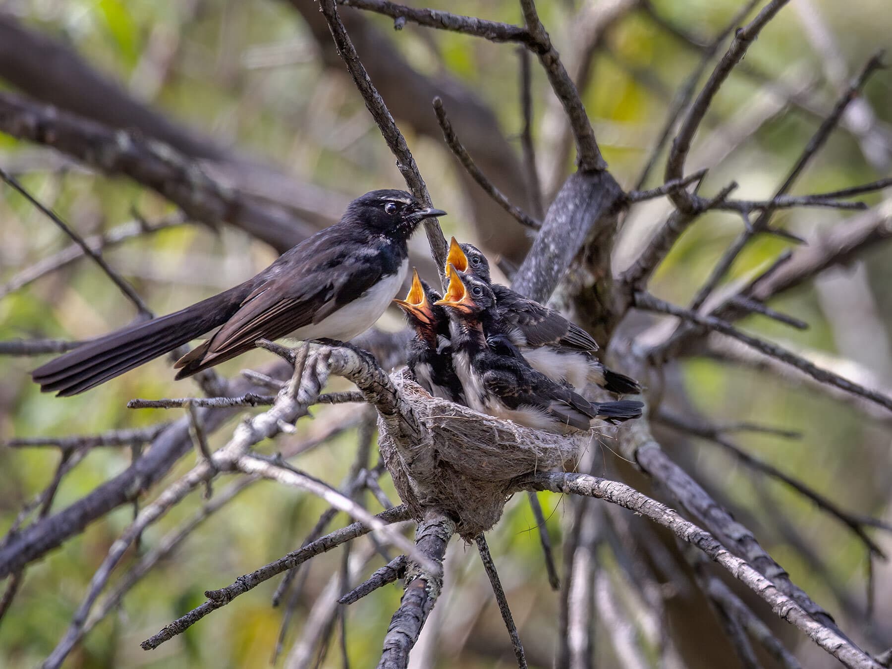Willie wagtail nest