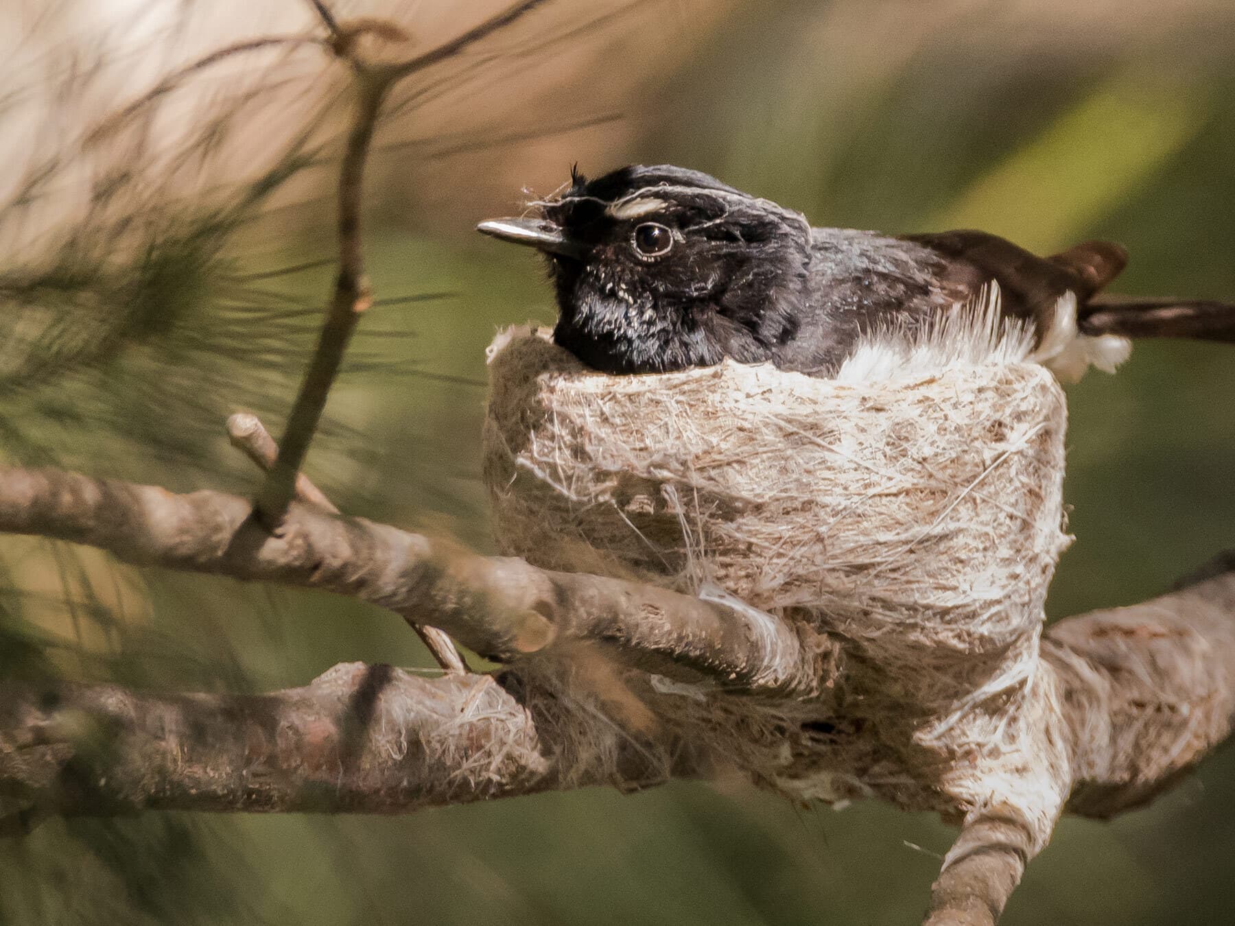 Willie wagtail on nest