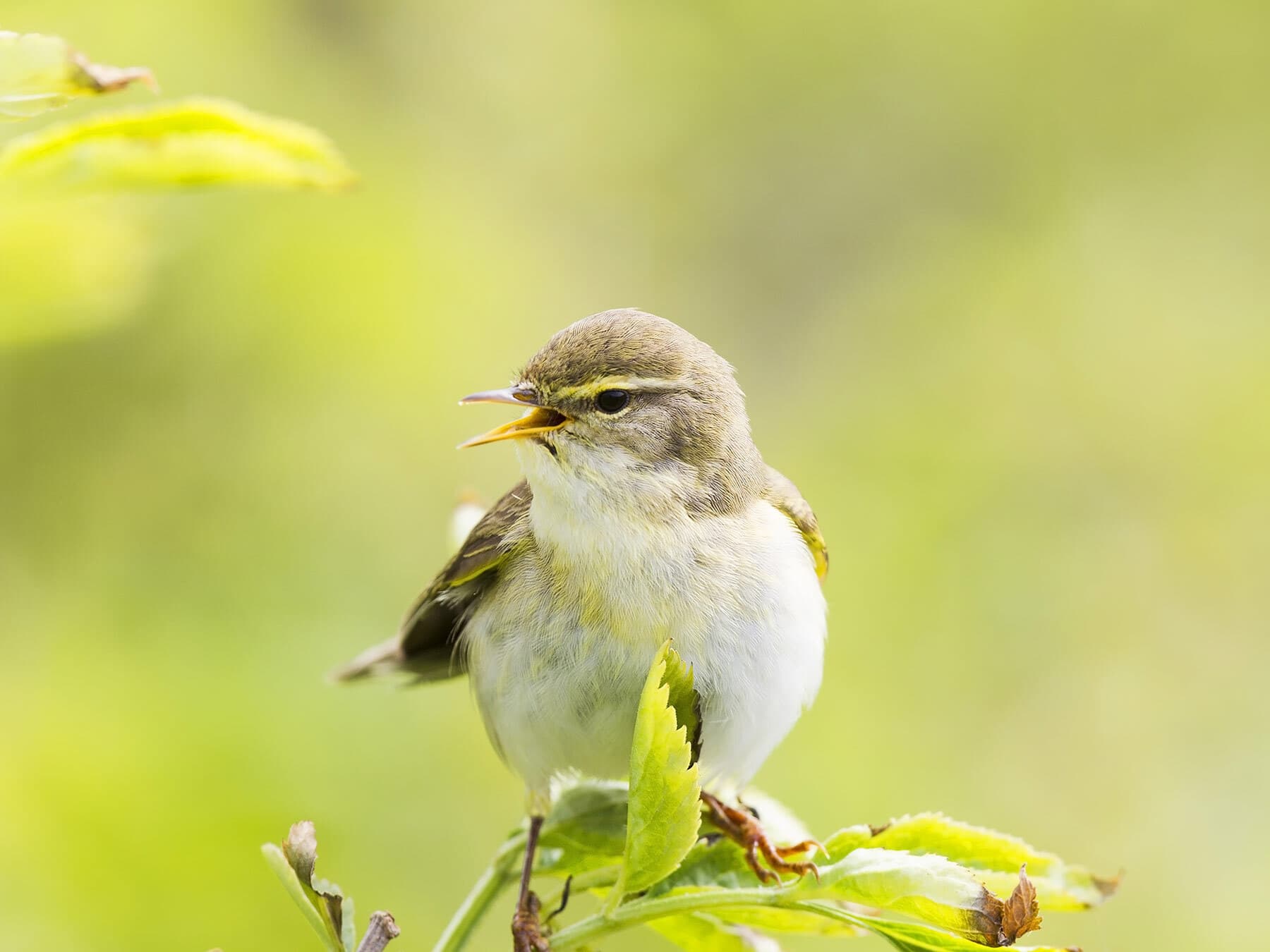 Close up of a Willow Warbler