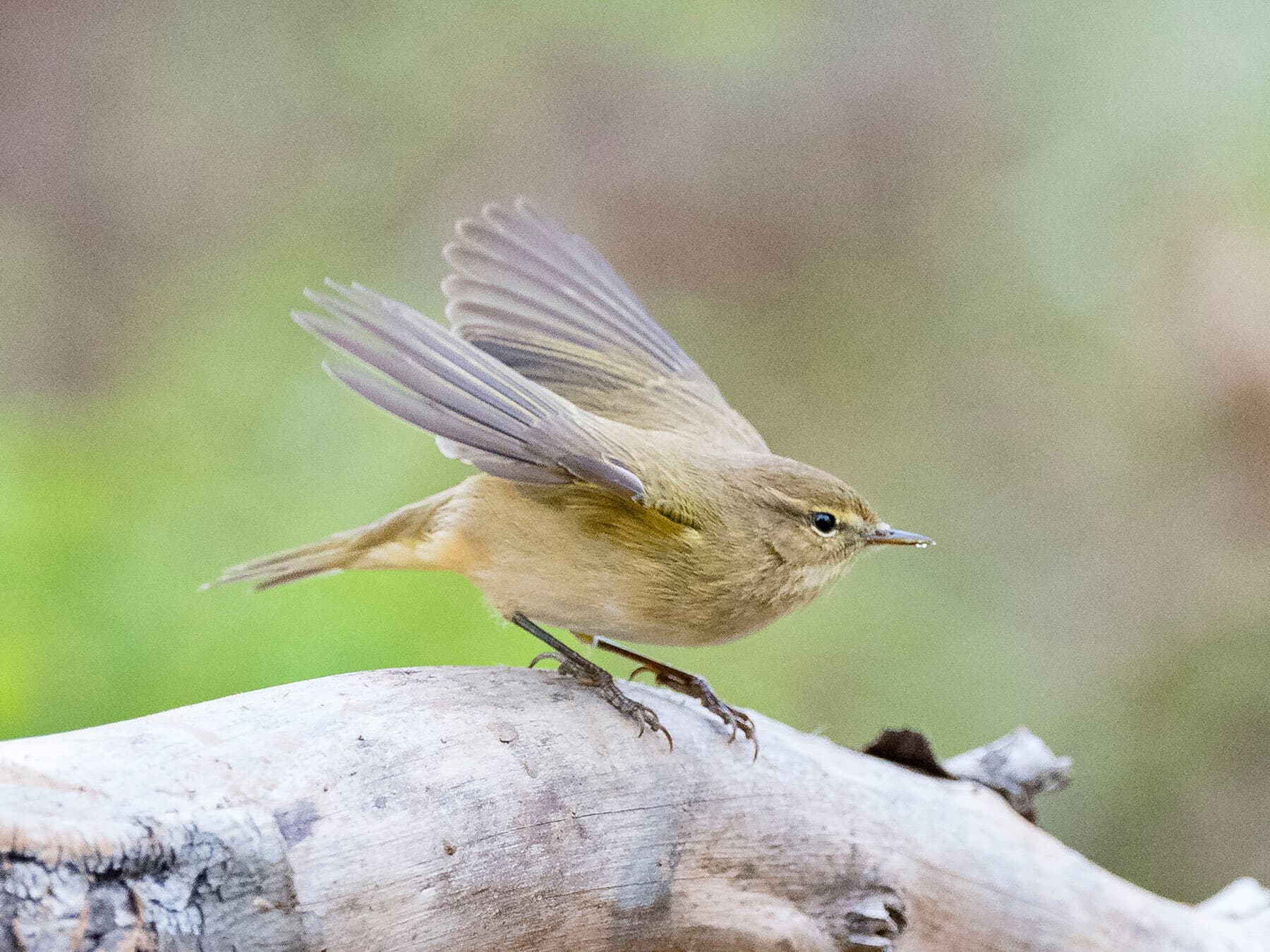 Willow Warbler about to take off