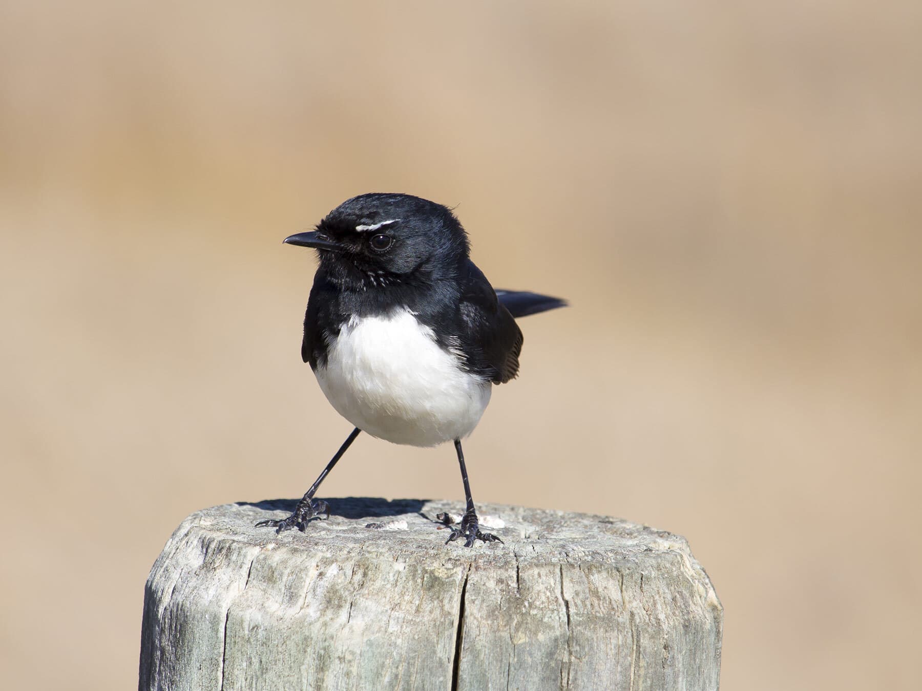 Willy wagtail close up