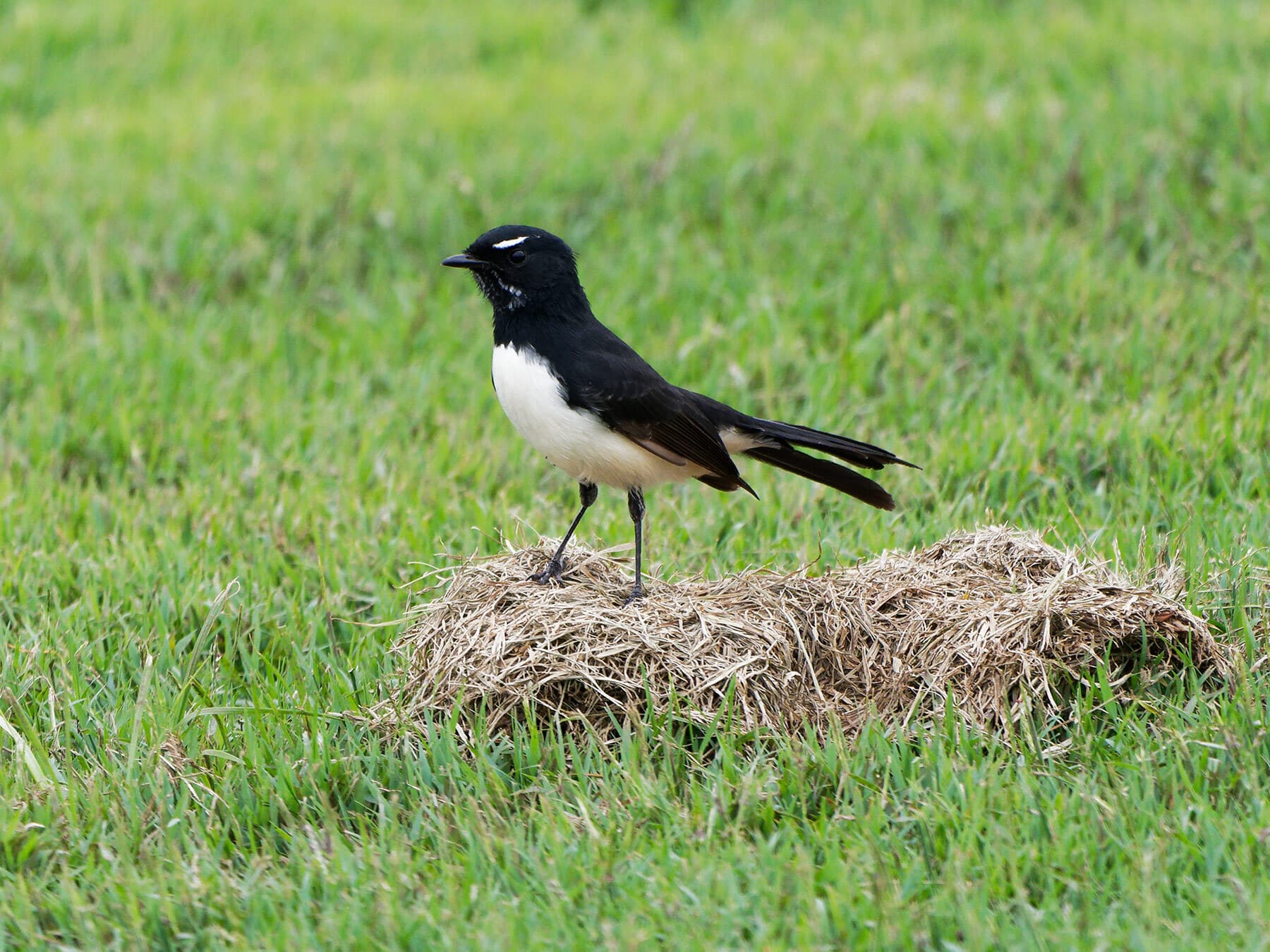 Willy wagtail gathering nesting material