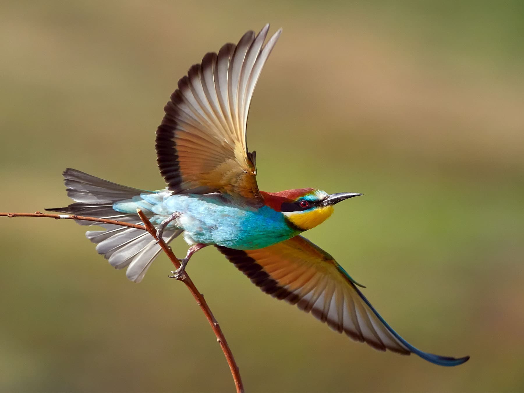 Wing Shapes and Flight Styles